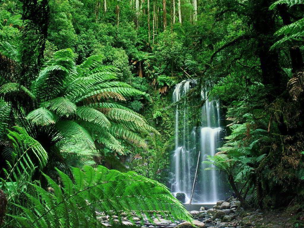 Tropical Rainforest HD Wallpaper Background Image