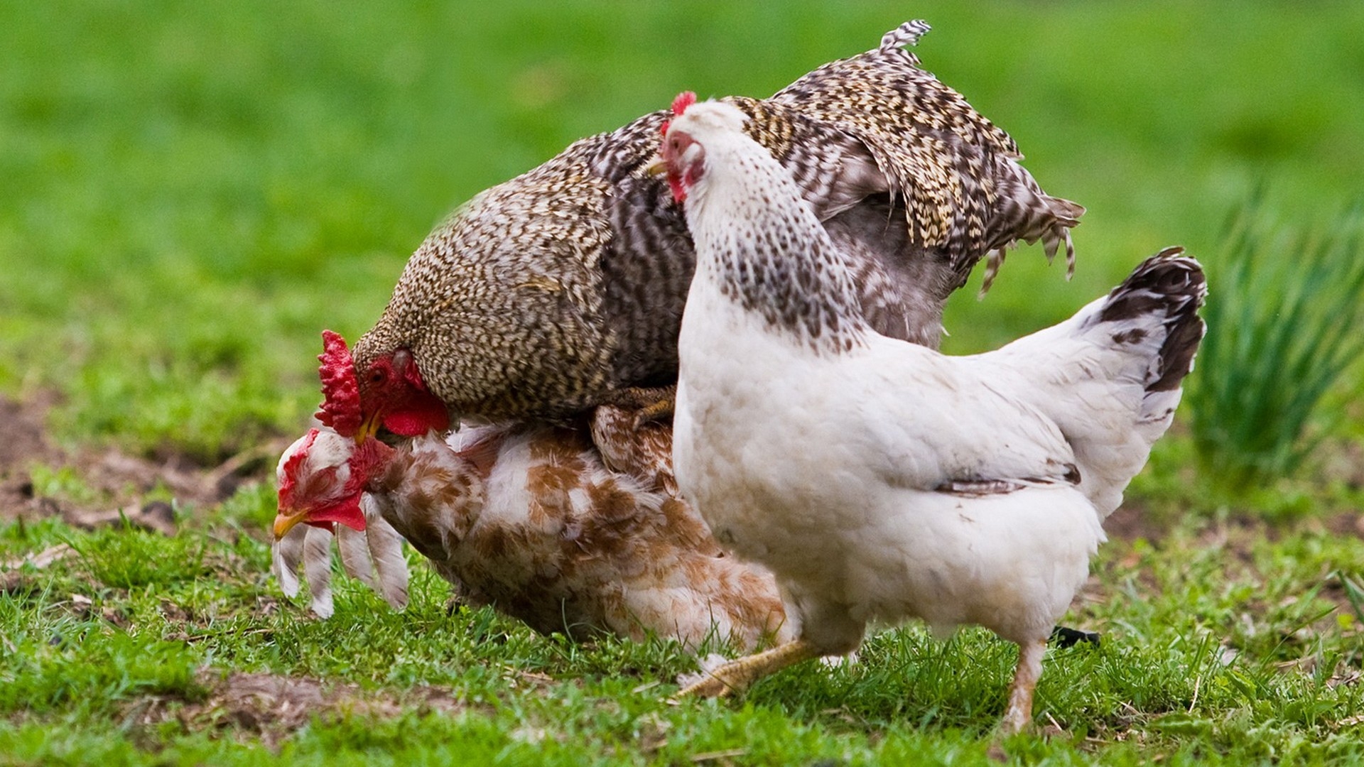 Chicken Wallpaper HD