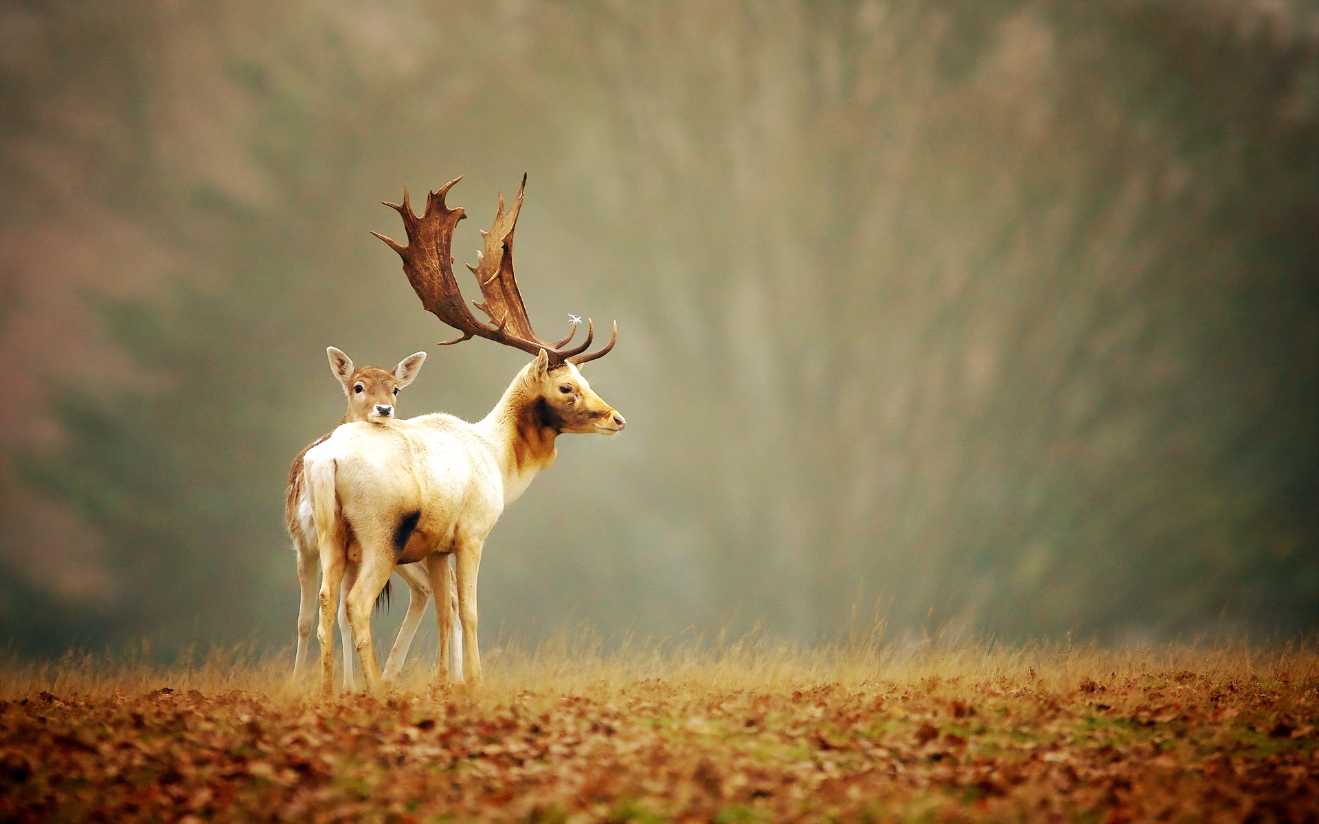 Deer Wallpaper HD
