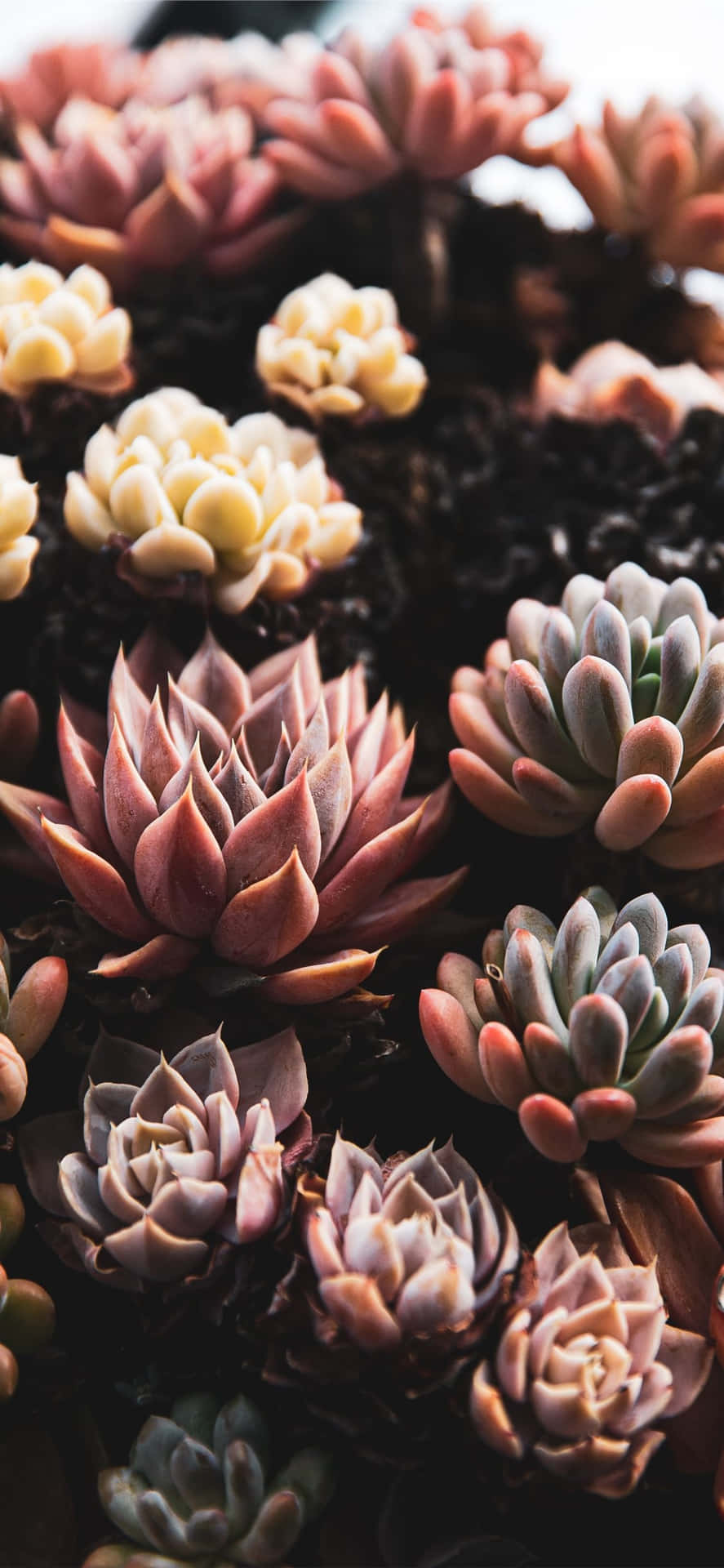Care For Your Device With A Of Succulents Wallpaper