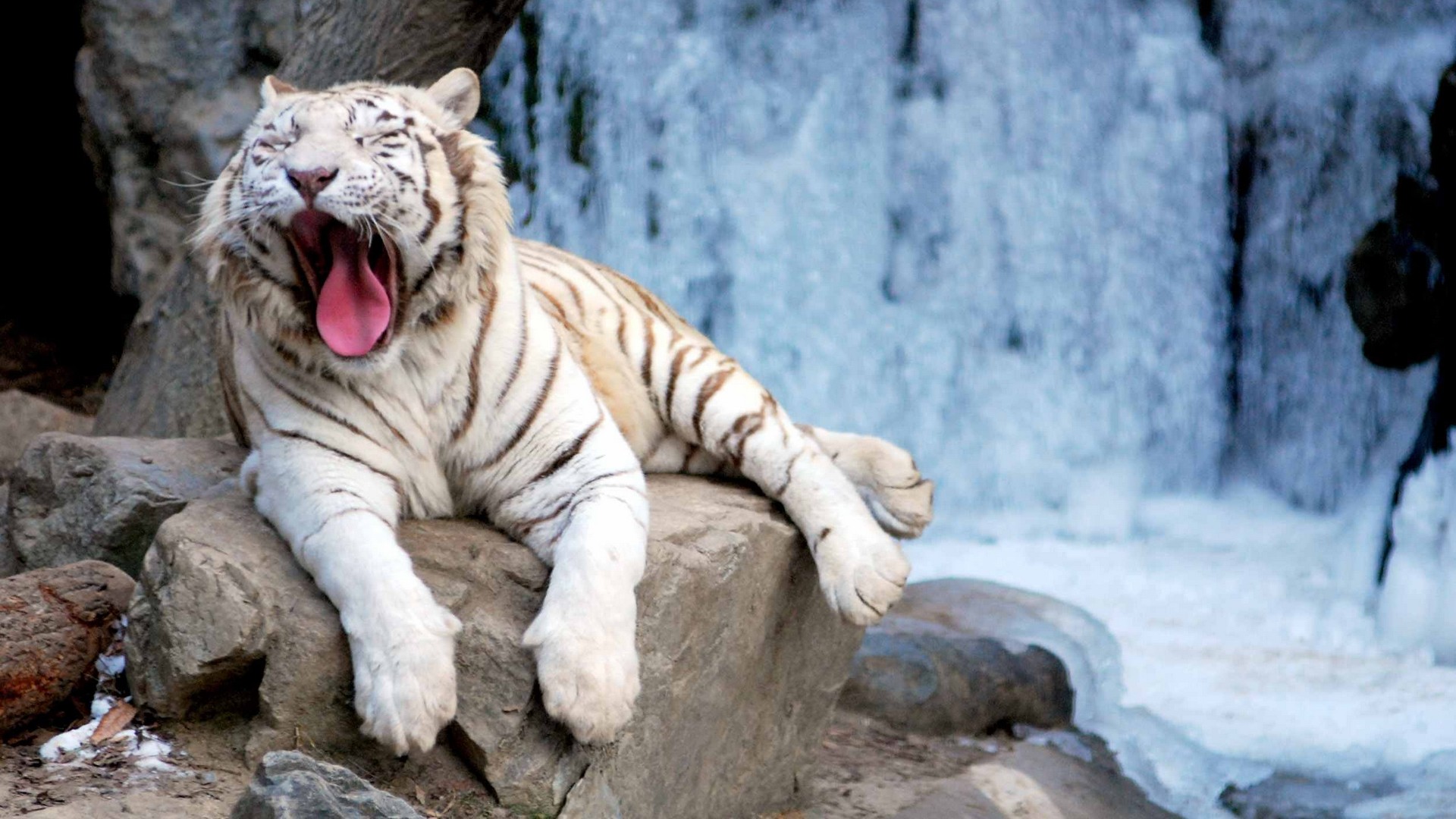 White Tiger Widescreen Background Wallpapers 6678   Amazing Wallpaperz 1920x1080