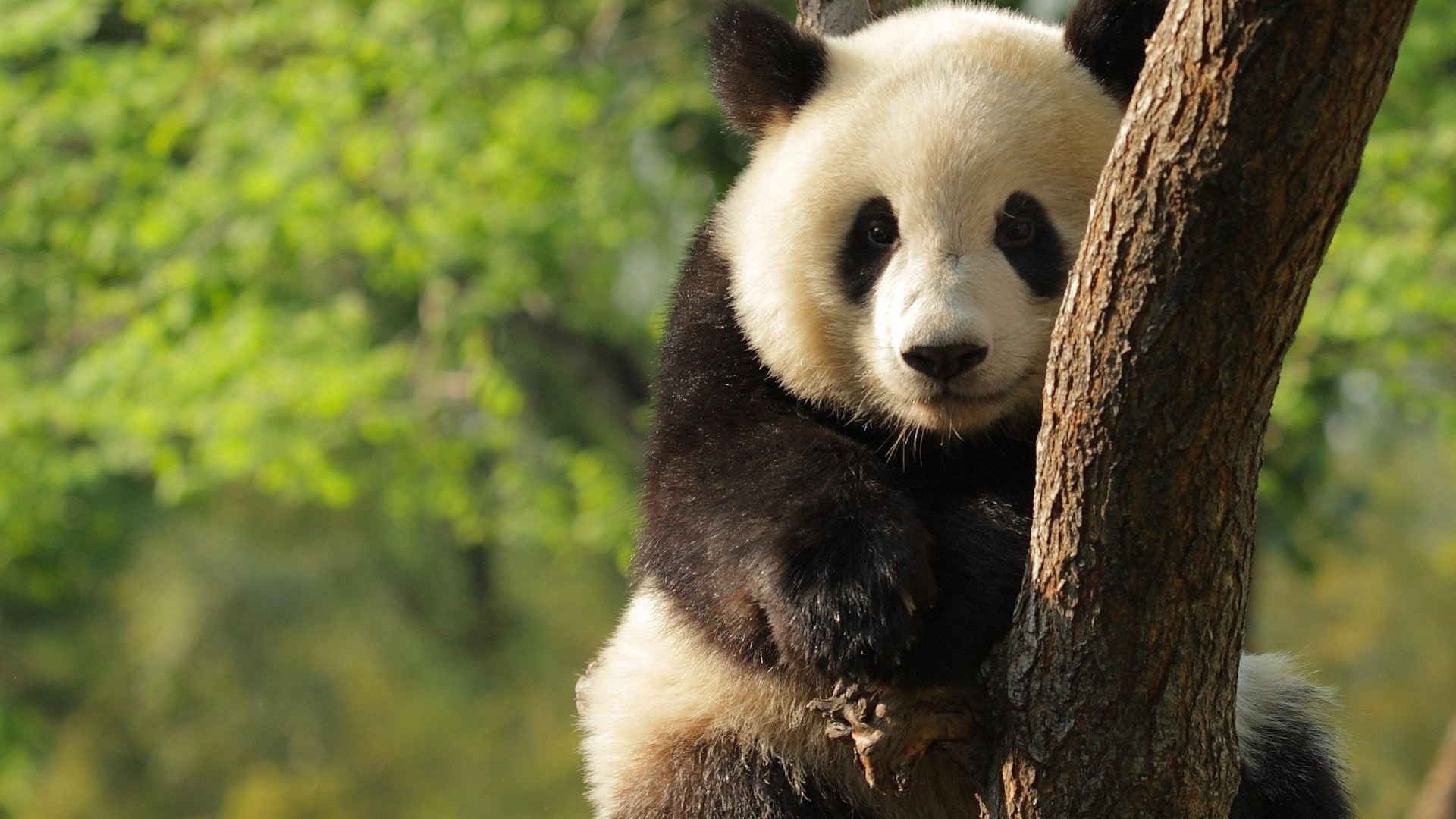 Giant Panda HD Wallpapers Download Free Desktop Wallpaper Images