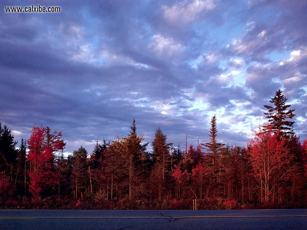 Nature New England Autumn Near Jonesboro Maine picture nr 7828