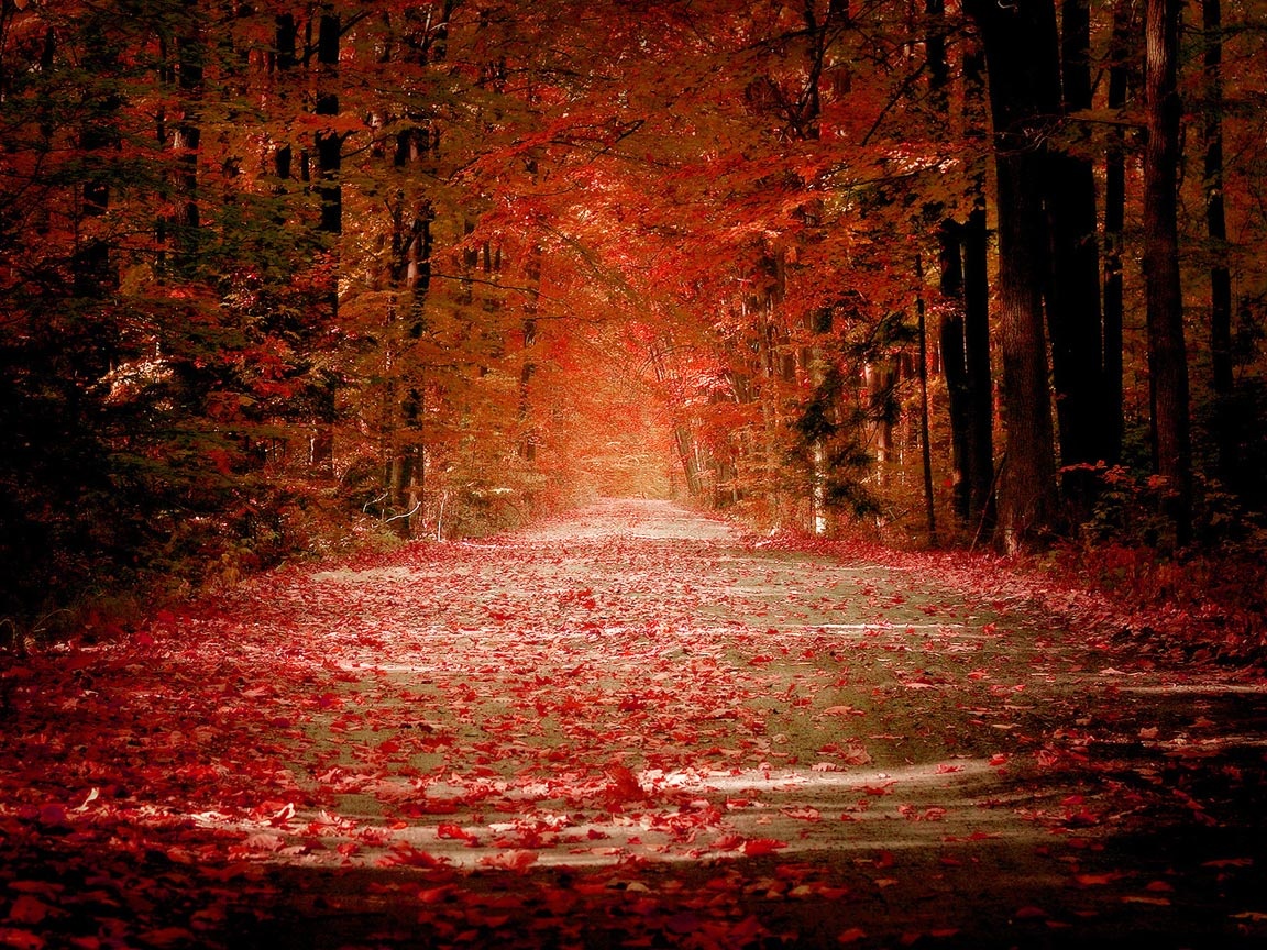 Pretty Fall Desktop Background HD Wallpaper