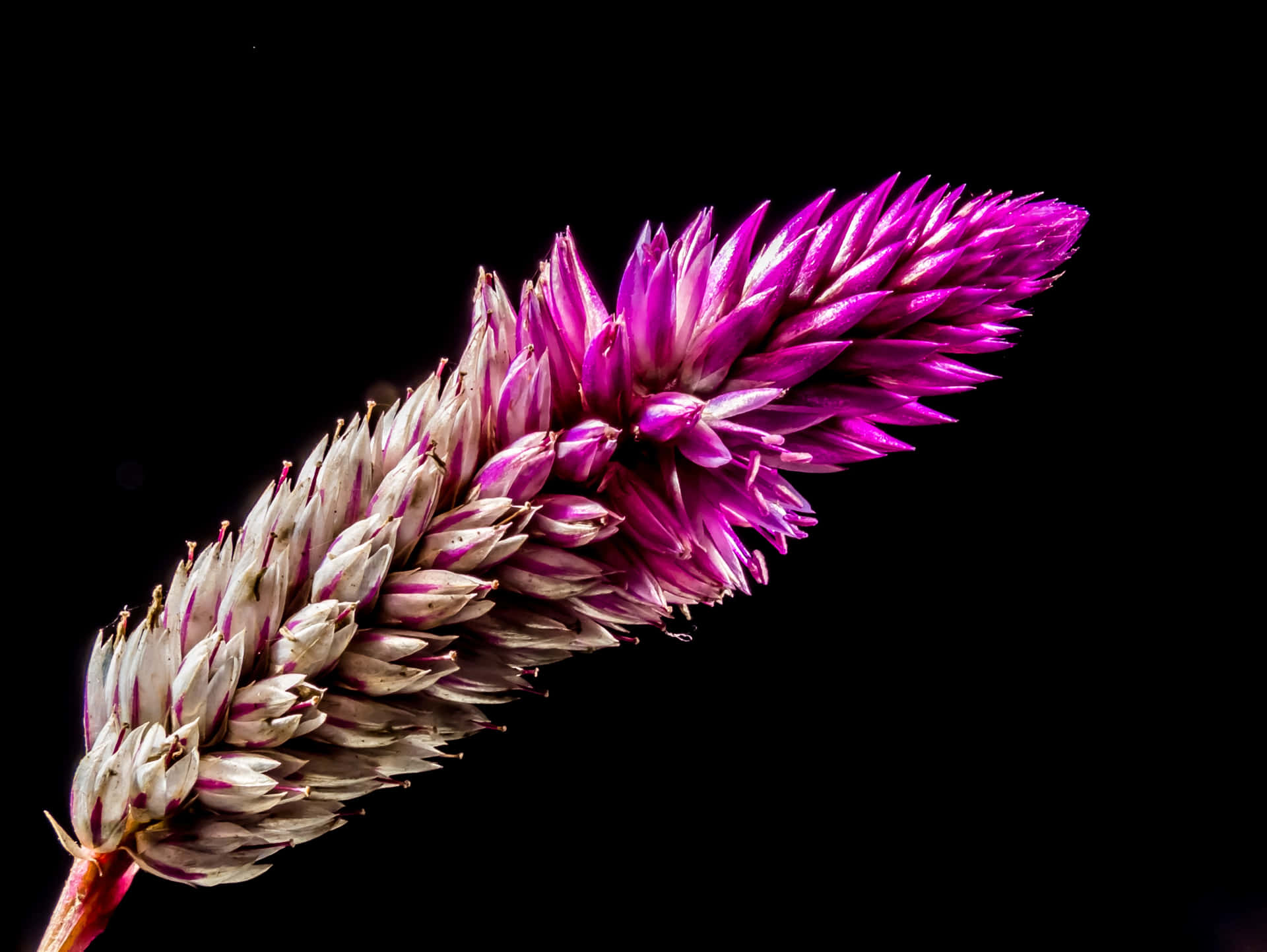 Wildflowers Ir8tudip017hpkc1 Wallpaper