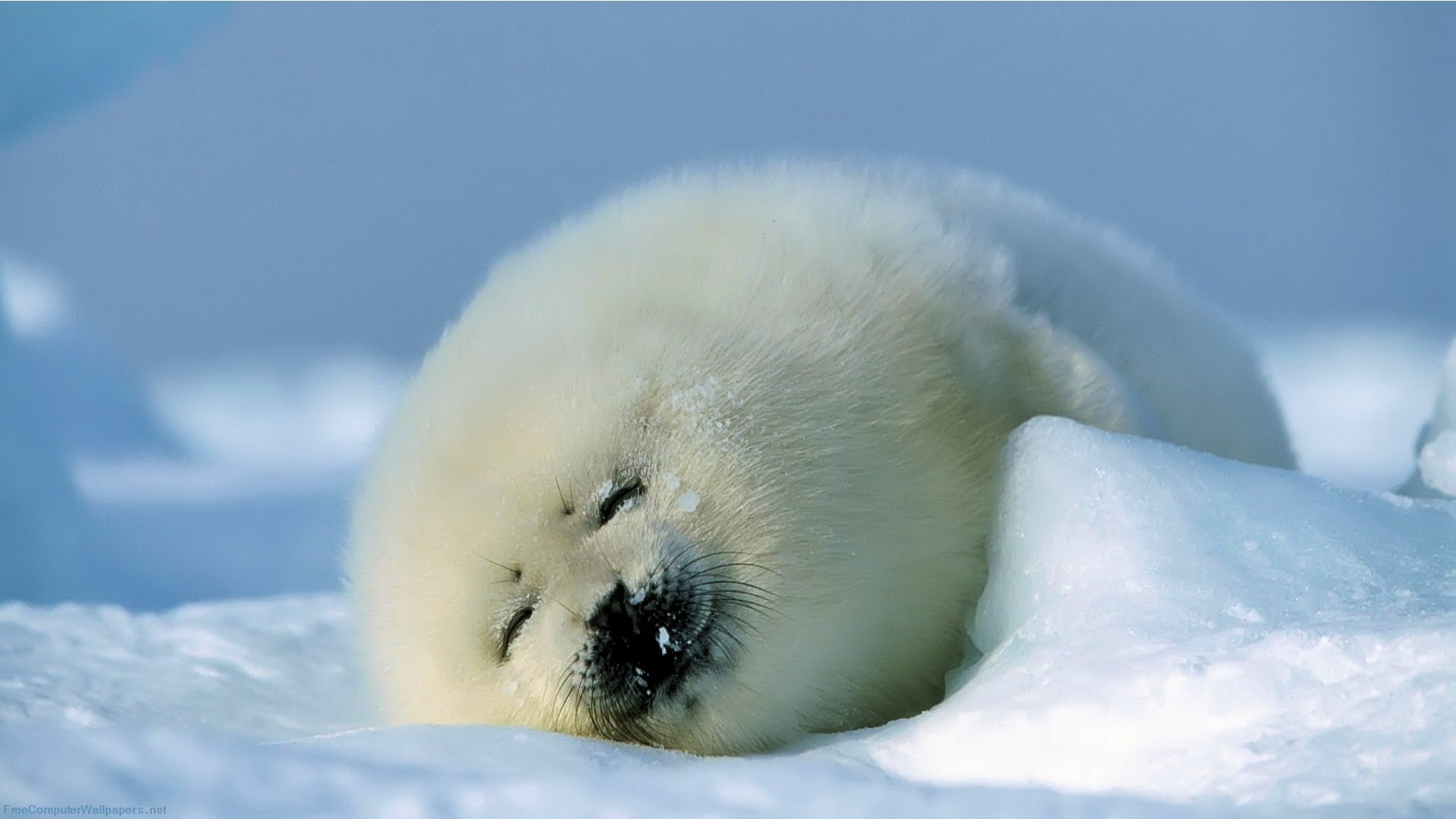 Cute Baby Animal Wallpaper