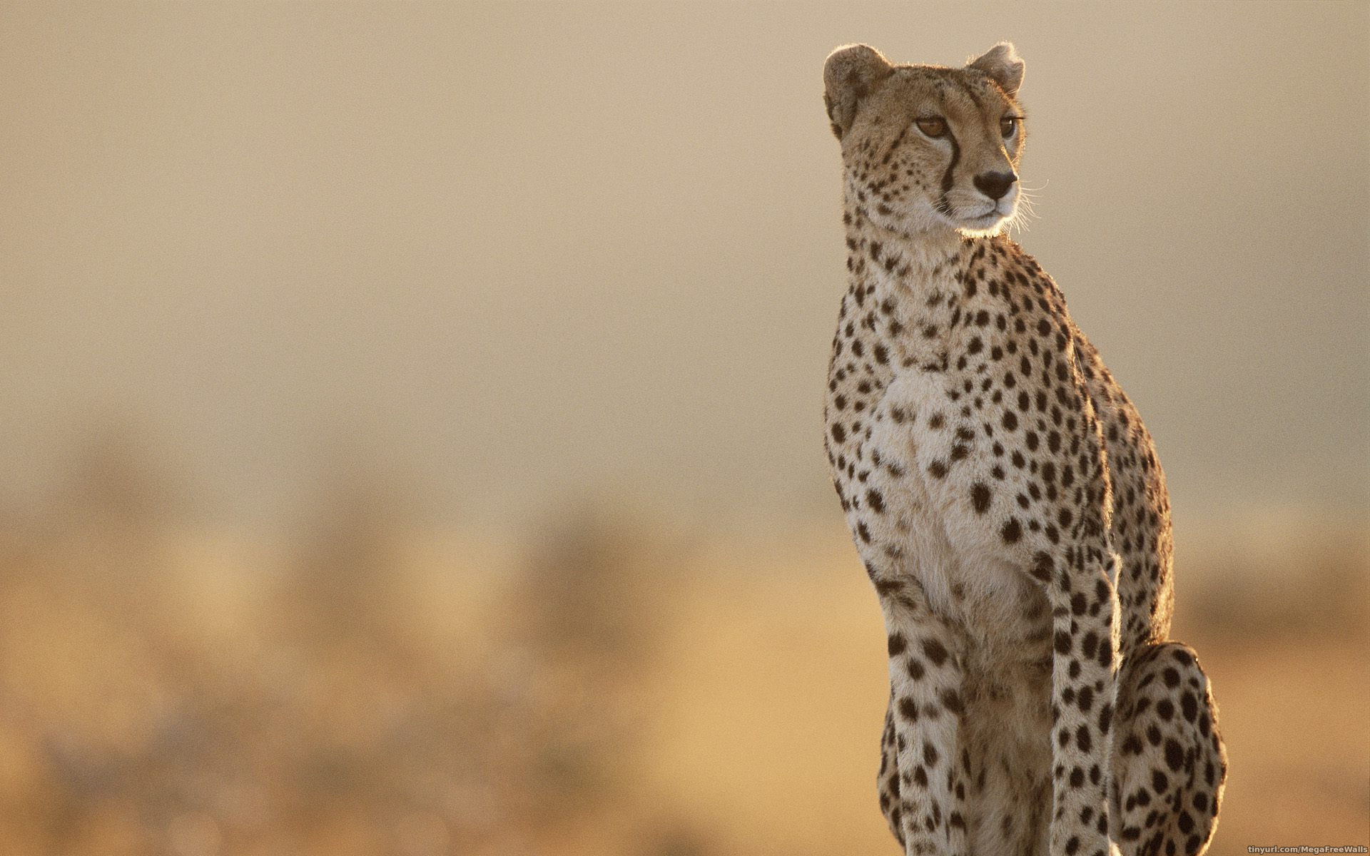 Cheetah HD Desktop Wallpaper 7wallpaper