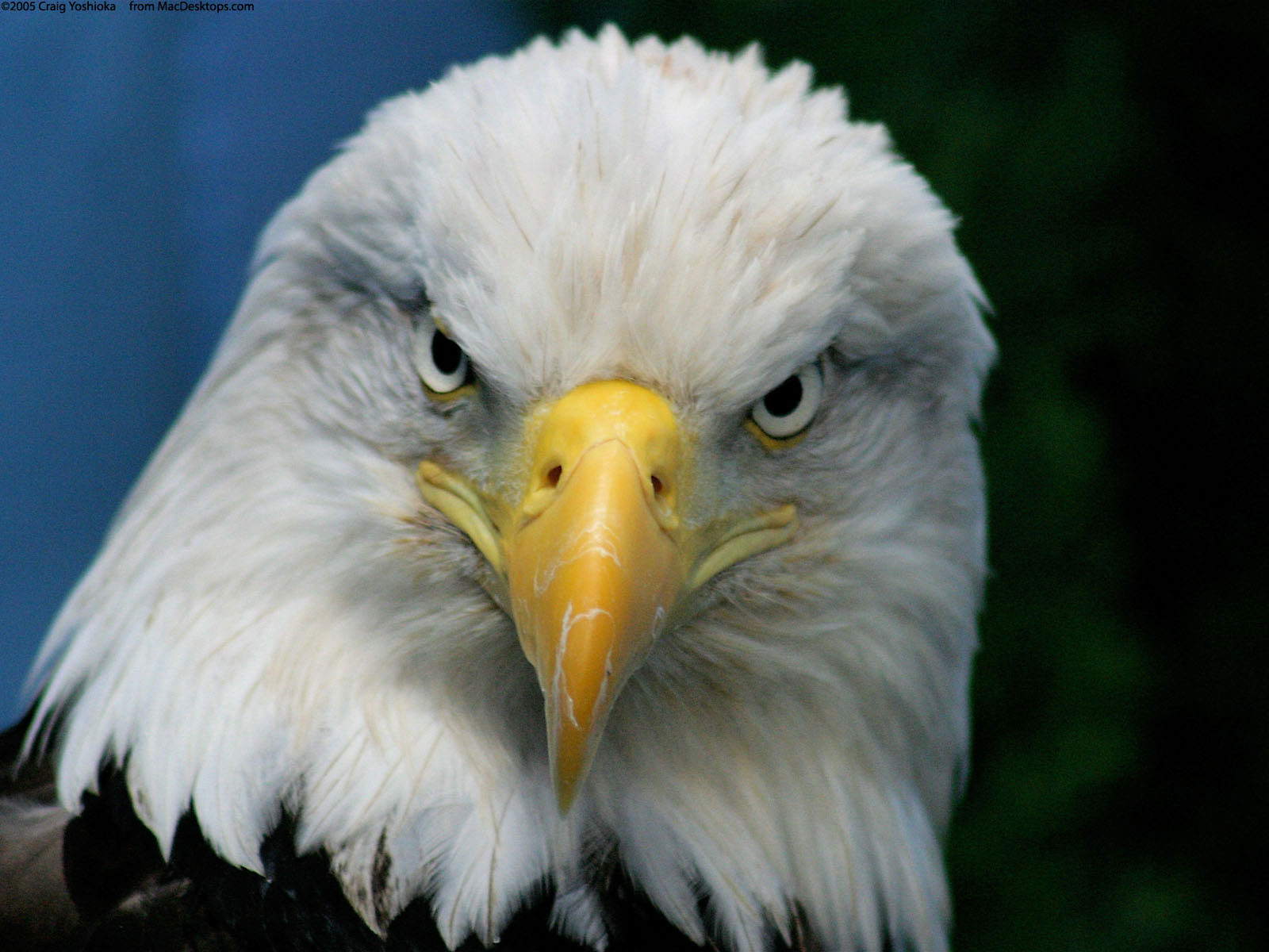 Bald Eagle Wallpapers Fun Animals Wiki Videos Pictures