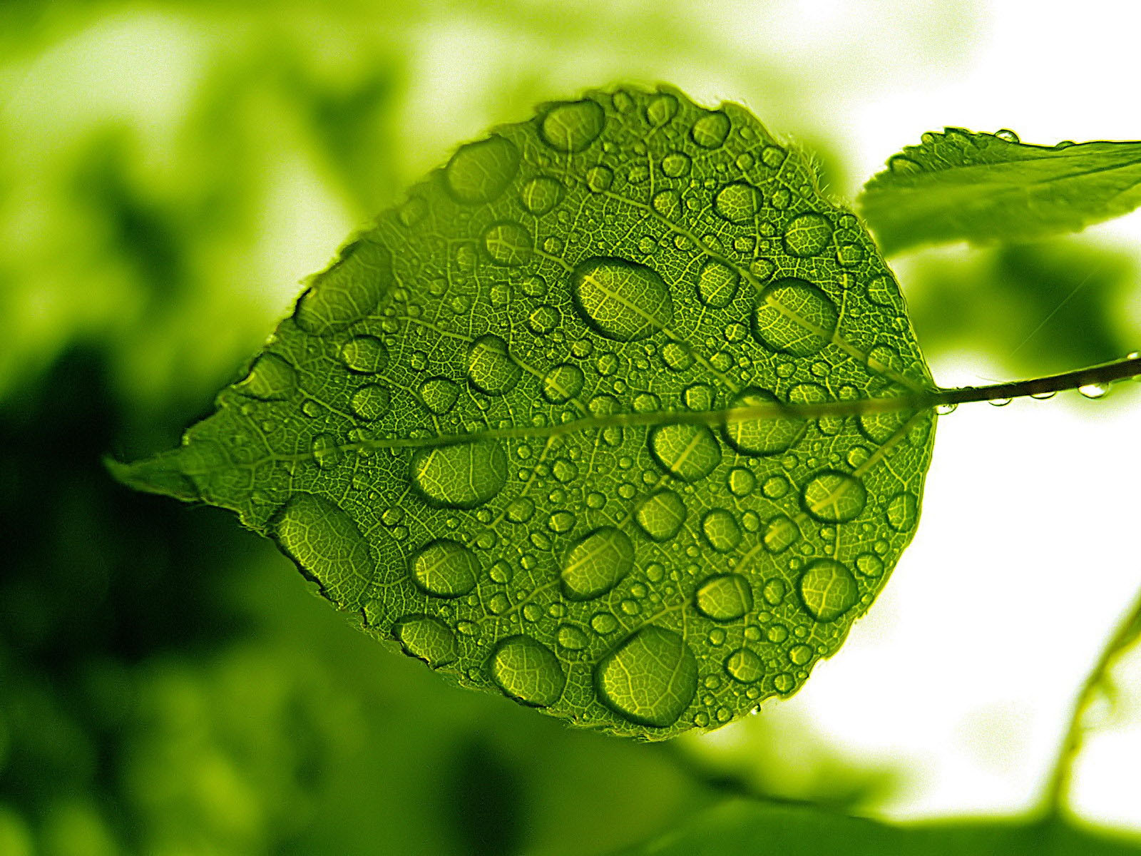 Water Drops on Leaf Wallpapers