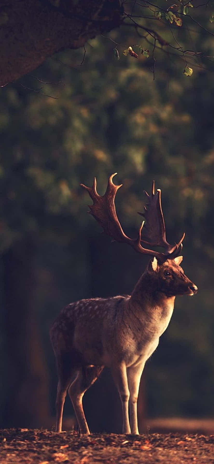Deer Desktop Wallpaper
