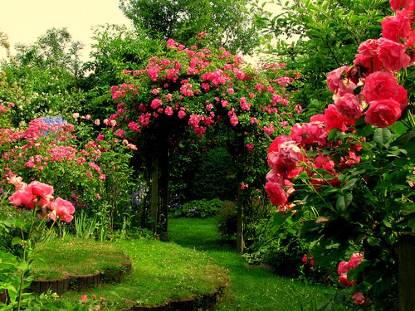 Pink Rose Garden Top HD Wide Wallpaper Roses Cool Pictures