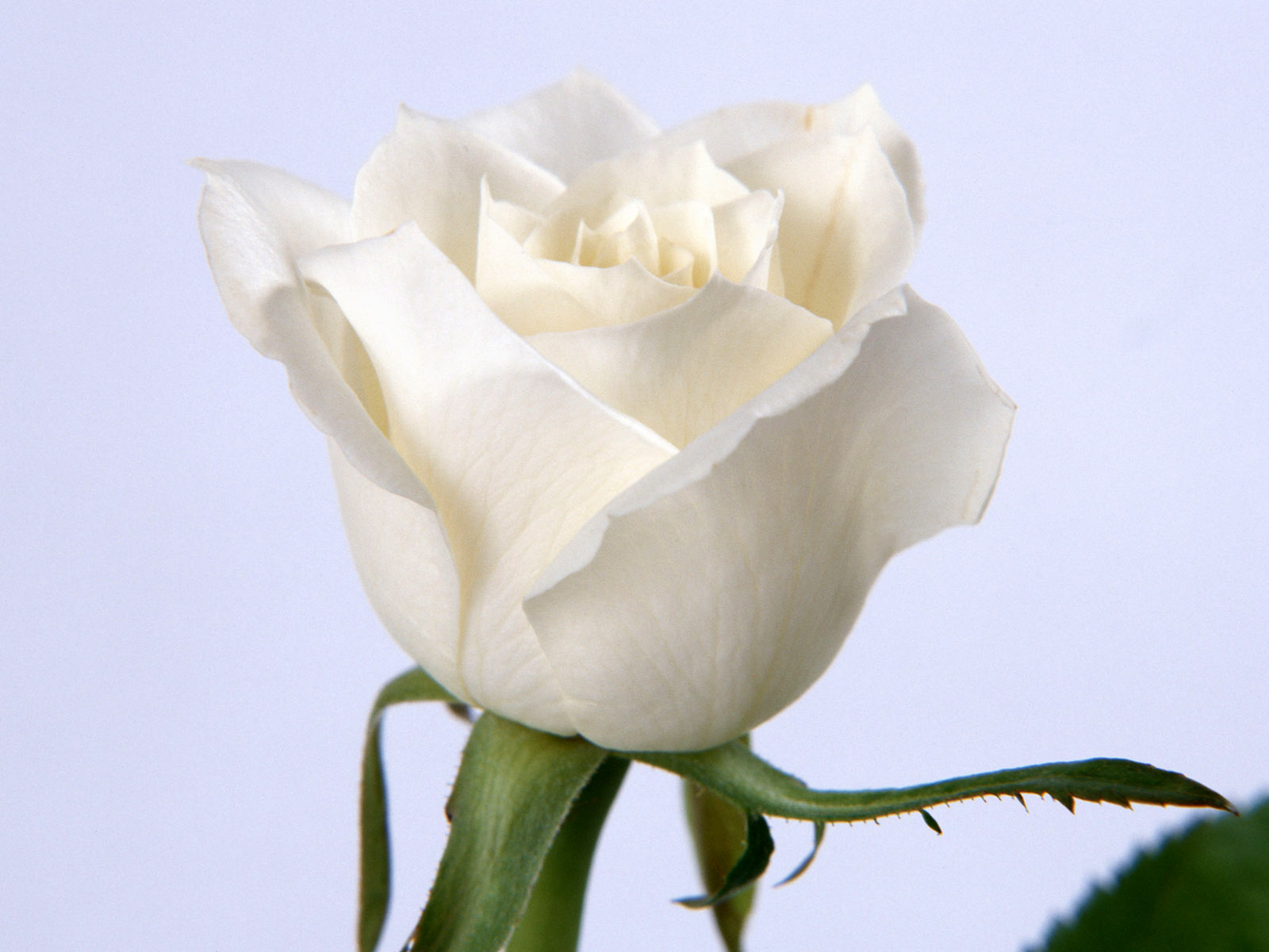 Flowers Pictures Beautiful Flowers Wallpapers White Roses