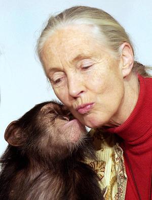 Monkeys Image Kiss With Jane Wallpaper And Background