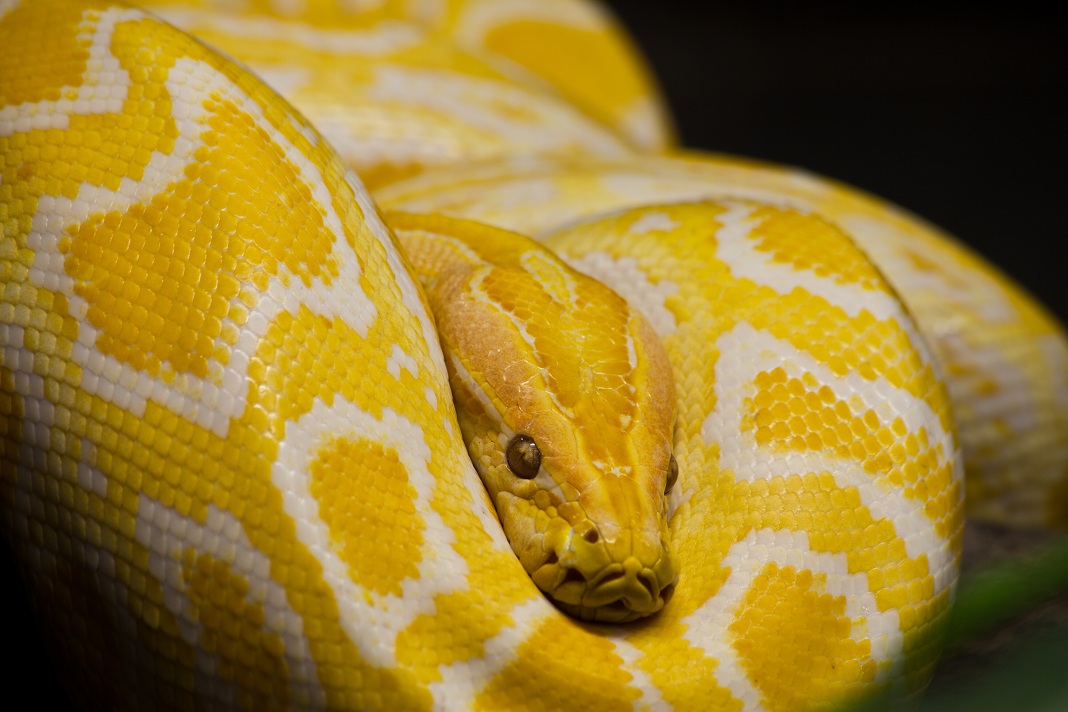 Albino Labyrinth Burmese Pythons Green Giant