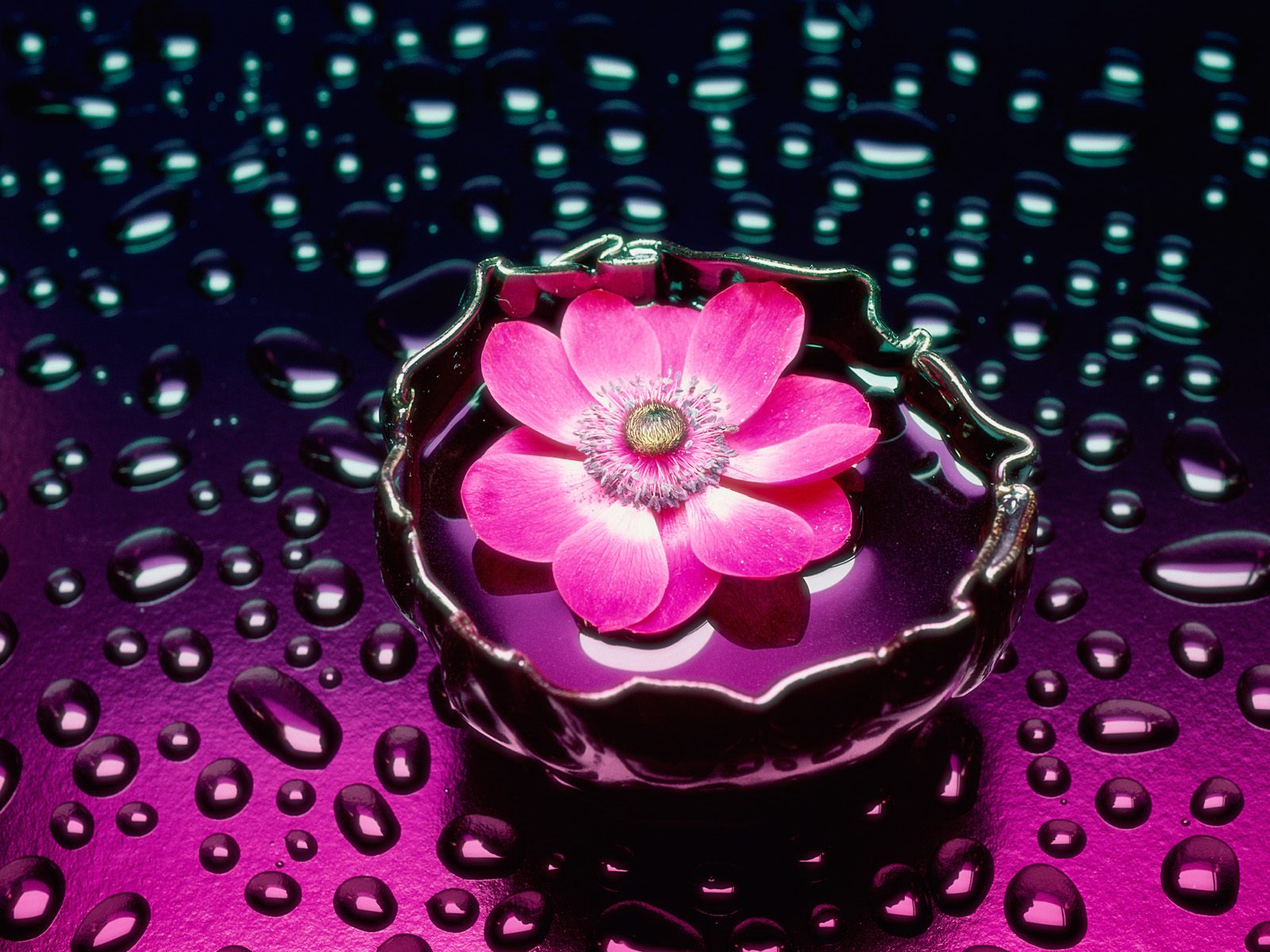 HD Desktop Wallpaper Pink Flower