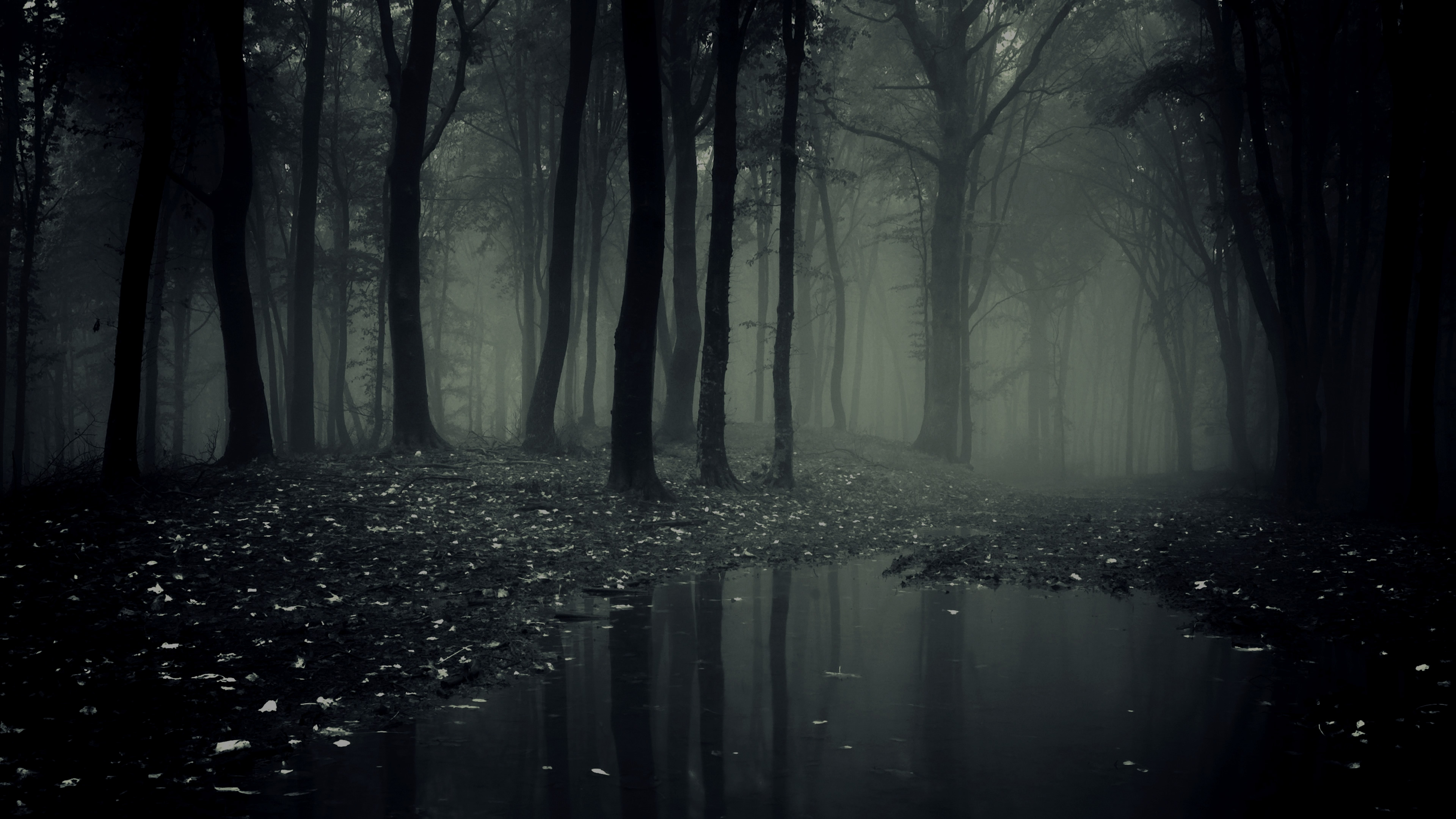 Dark and misty forest with a reflective puddle in the foreground