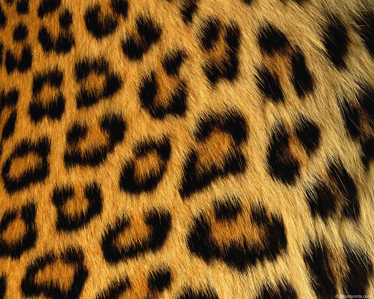 Animal Print Texture Ecro Wallpaper Zebra