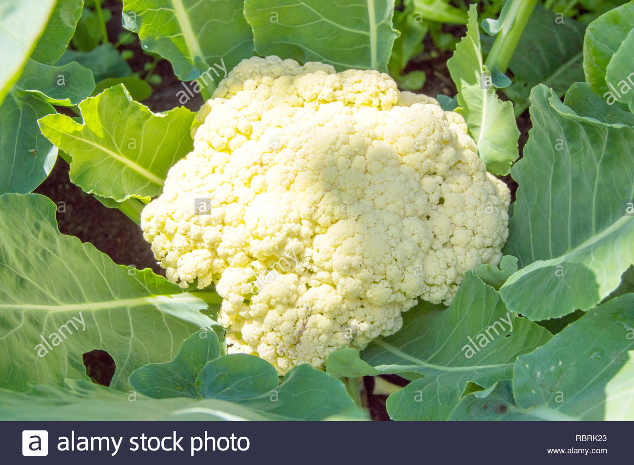 Cauliflower Growing In The Field Sunlight Falls On Head Soil