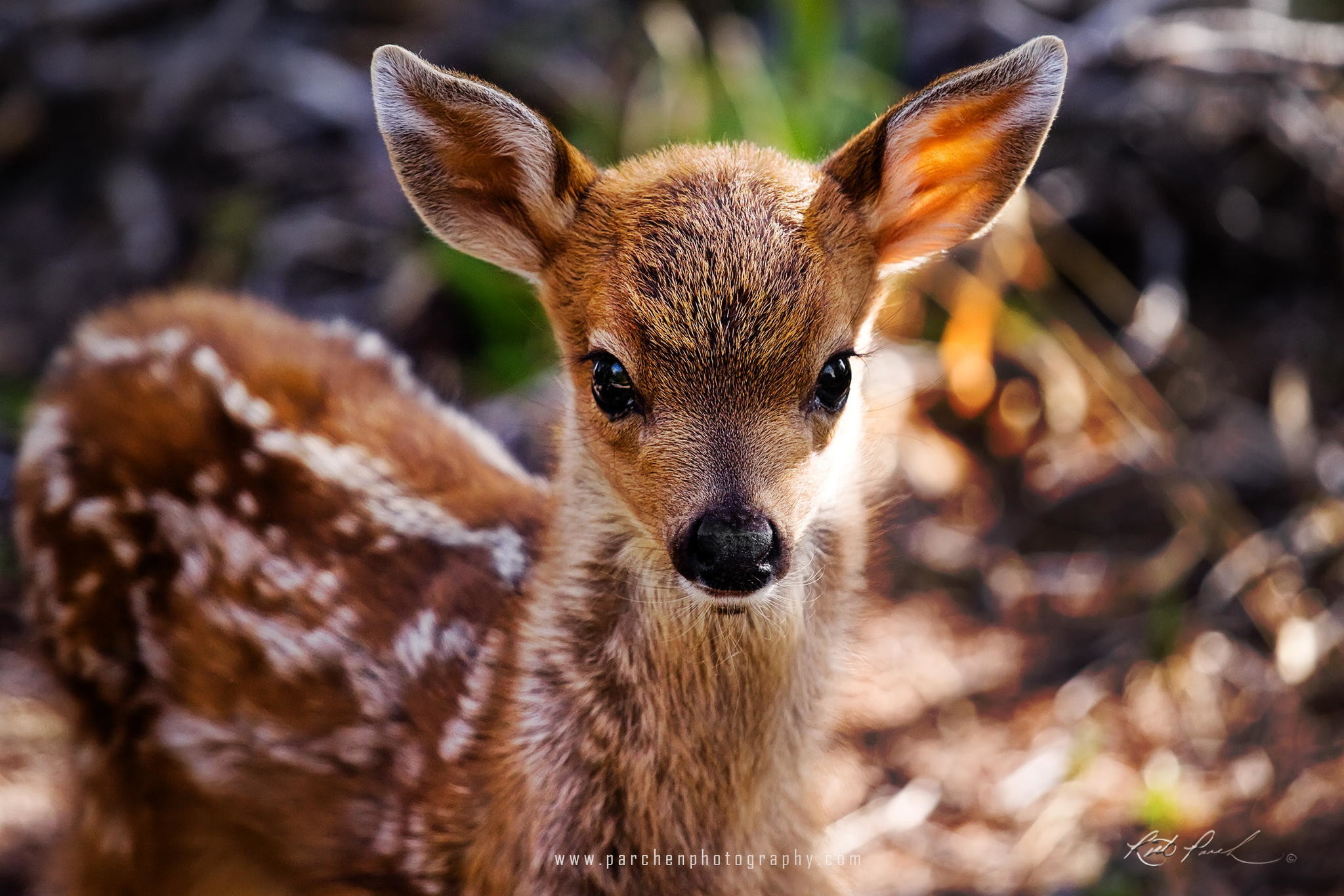 Adorable baby deer fawn looking at the camera