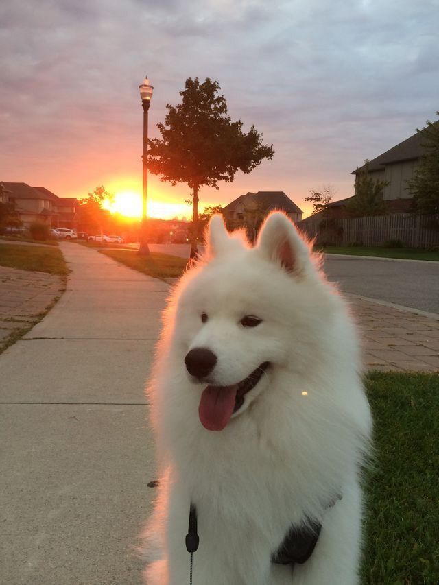 Pictures Of Samoyeds Just Being Their Perfect Selves