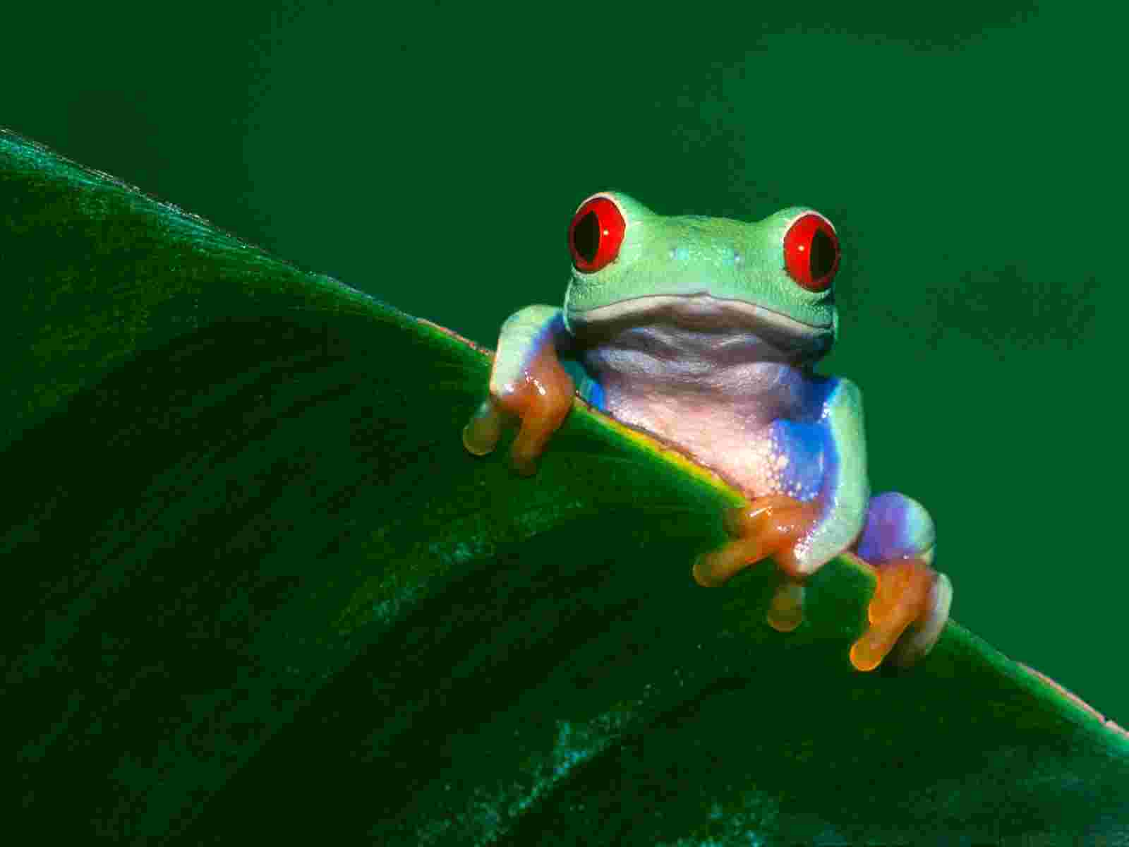 Red Eyed Tree Frog wallpaper   Reptiles   Nature   Wallpaper
