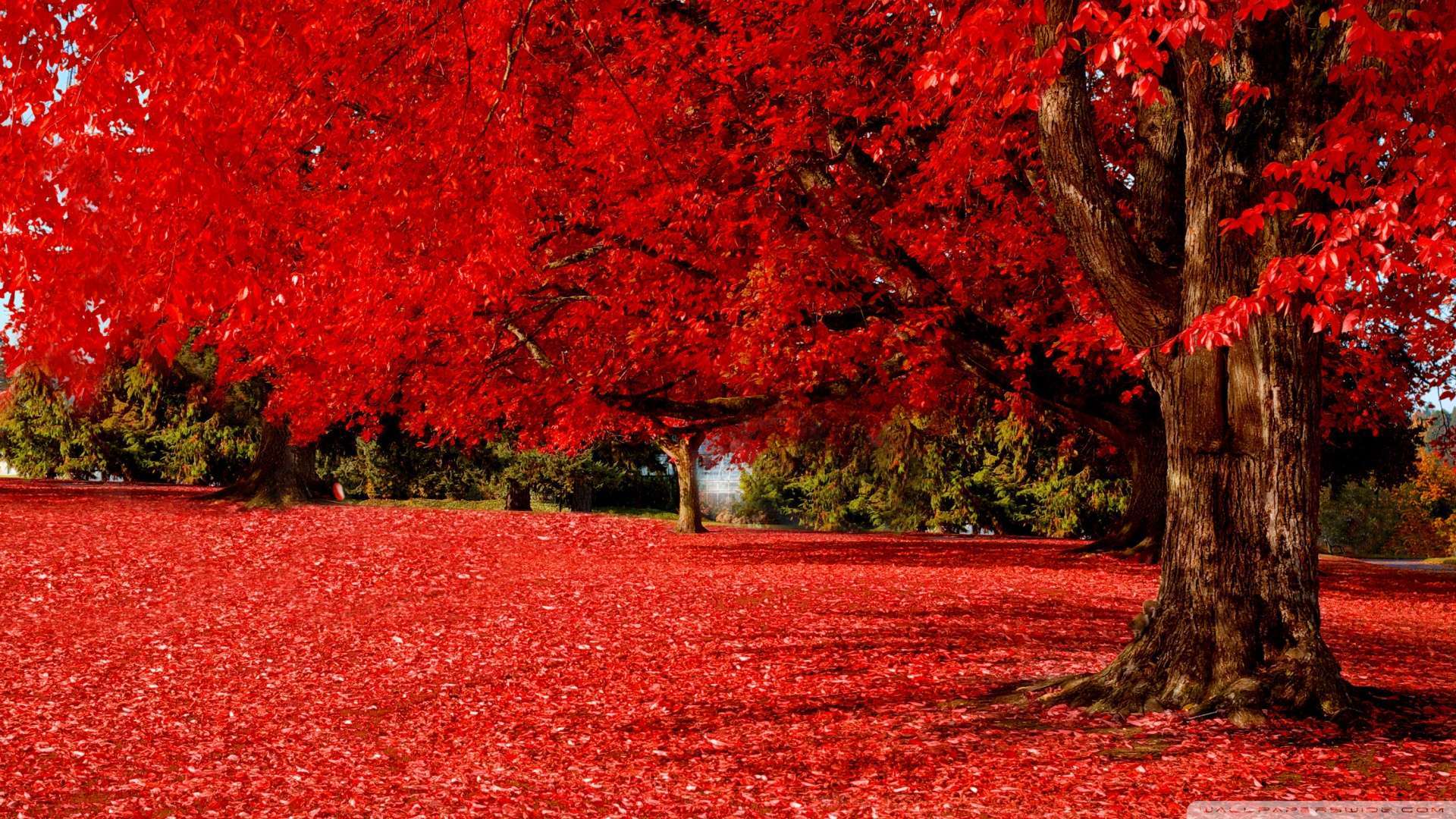 Autumn Hd Wallpaper Weddingdressin