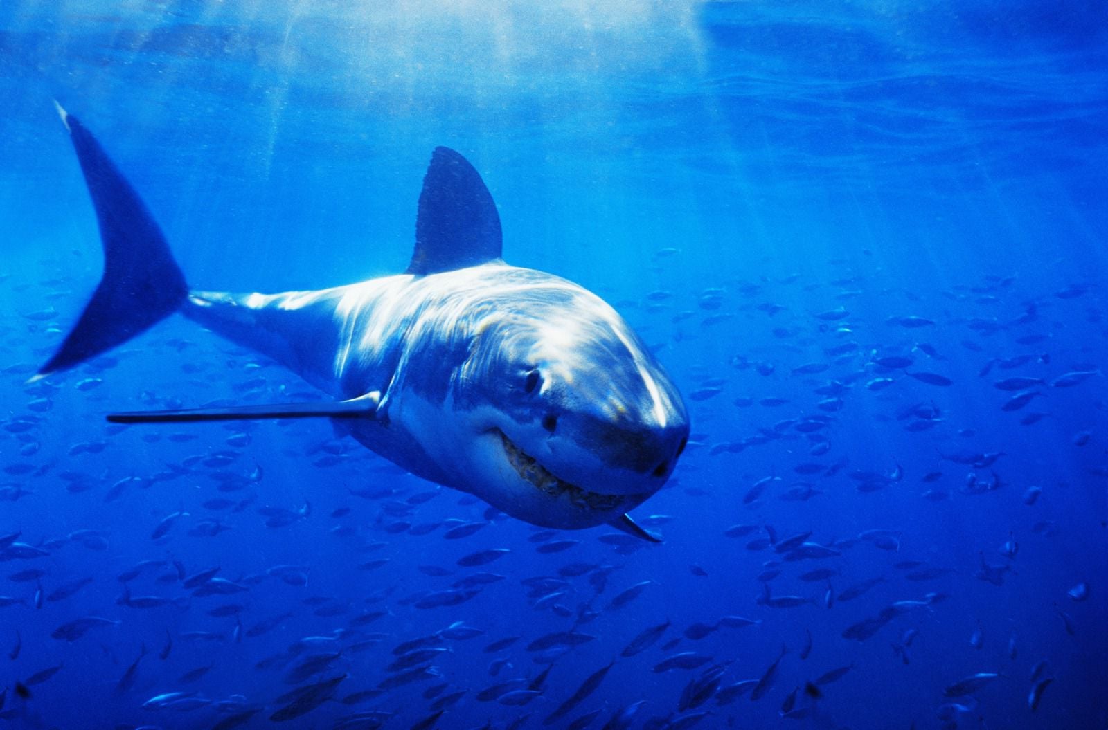 Great White Shark HD Wallpaper Gallery