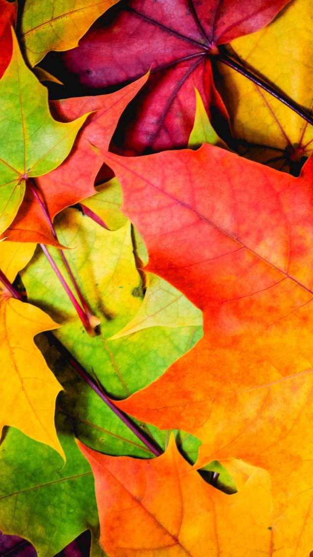 Wallpaper Leaves 5k 4k wallpaper 8k colorful autumn Nature
