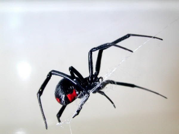 Black Widow Spider Image   Black Widow Spider Picture Graphic