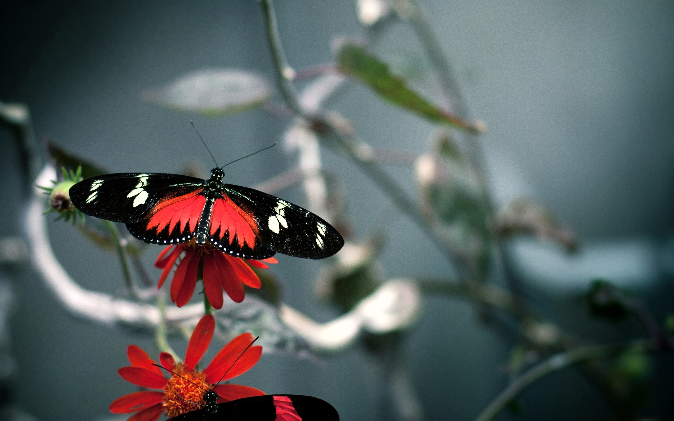 Butterfly Wallpapers HD Wallpapers