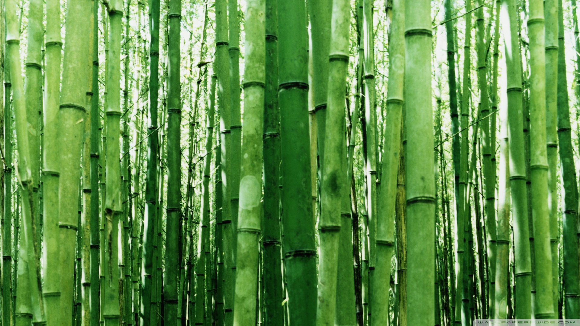 Bamboo Green Light Wallpaper