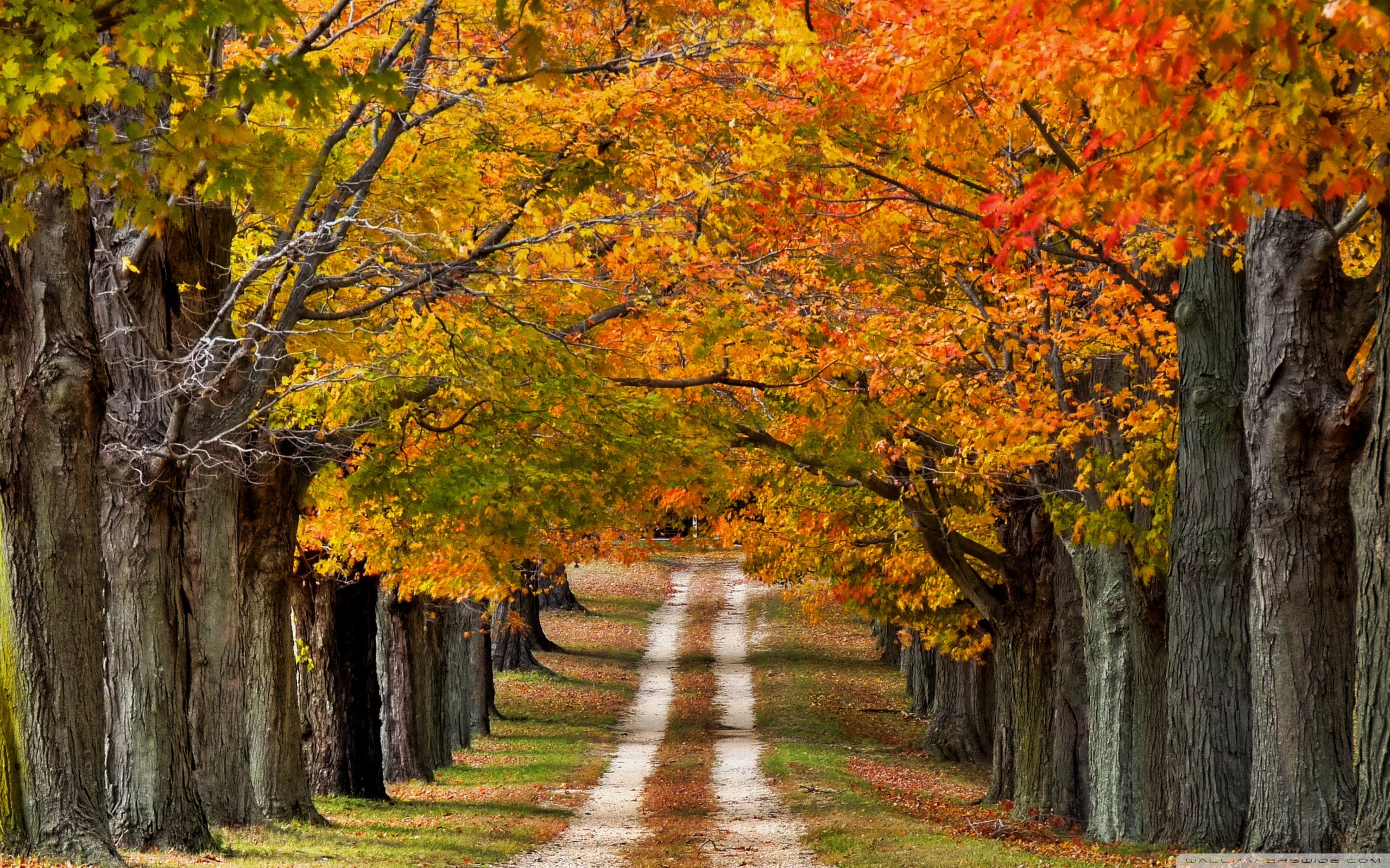Country Roads Wallpaper