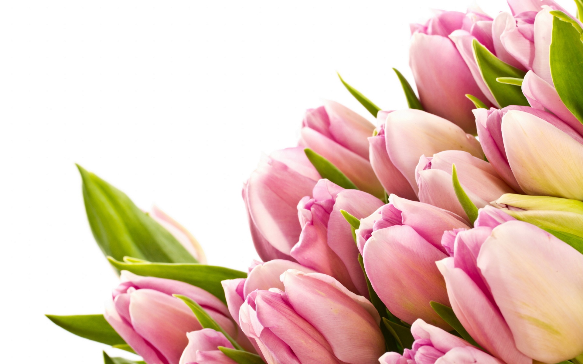 Lovely And Beautiful Buds Pink Tulips HigHDifinition Image