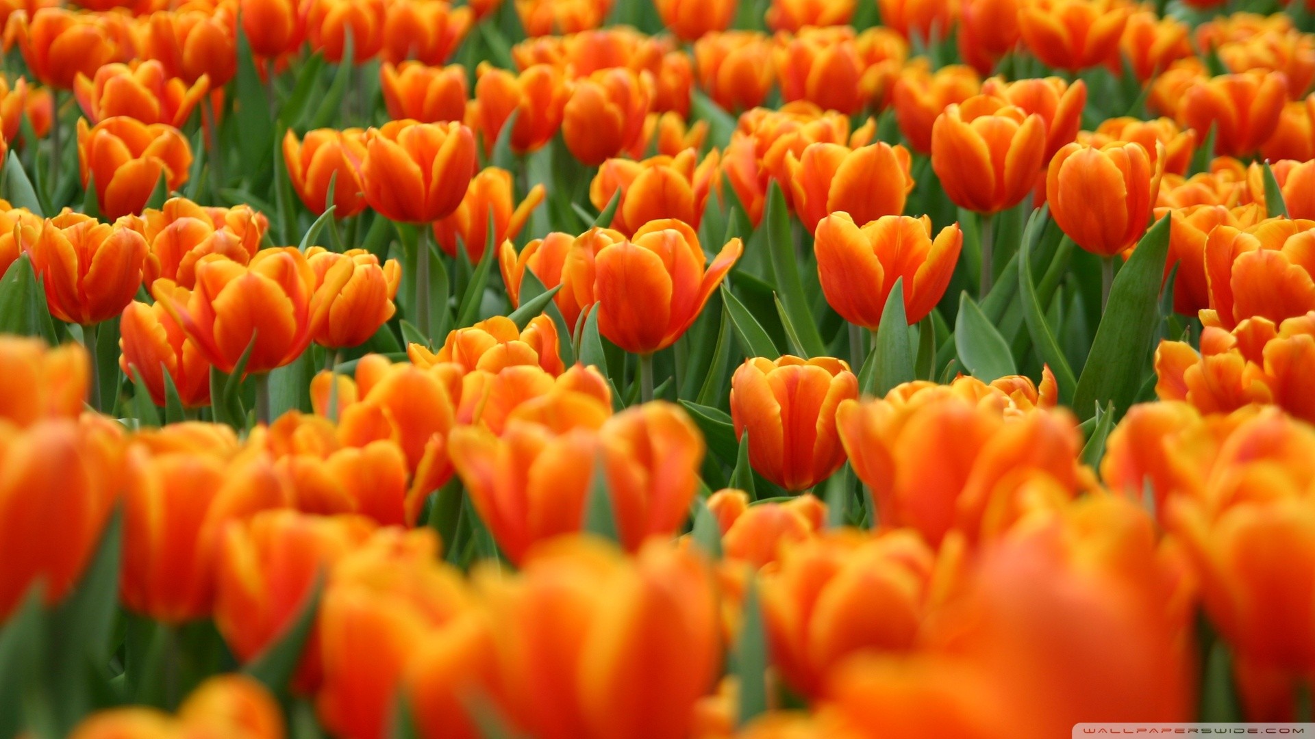 Orange Tulips Spring Flowers Wallpaper Desktop 4k High