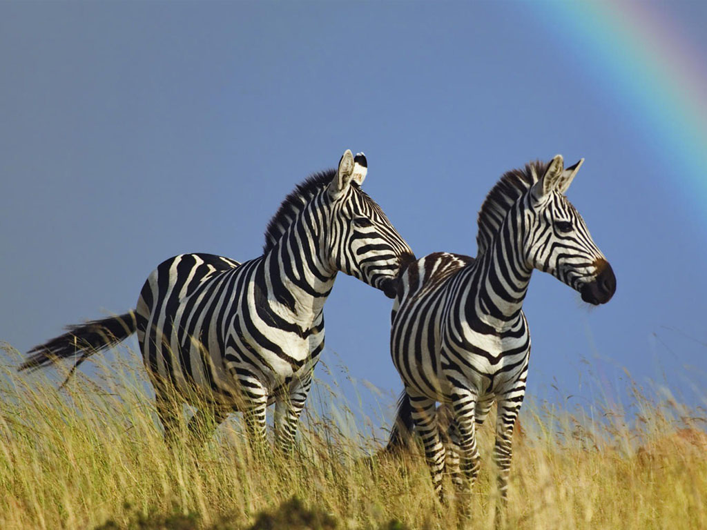 Wildlife Zebra HD Wallpaper
