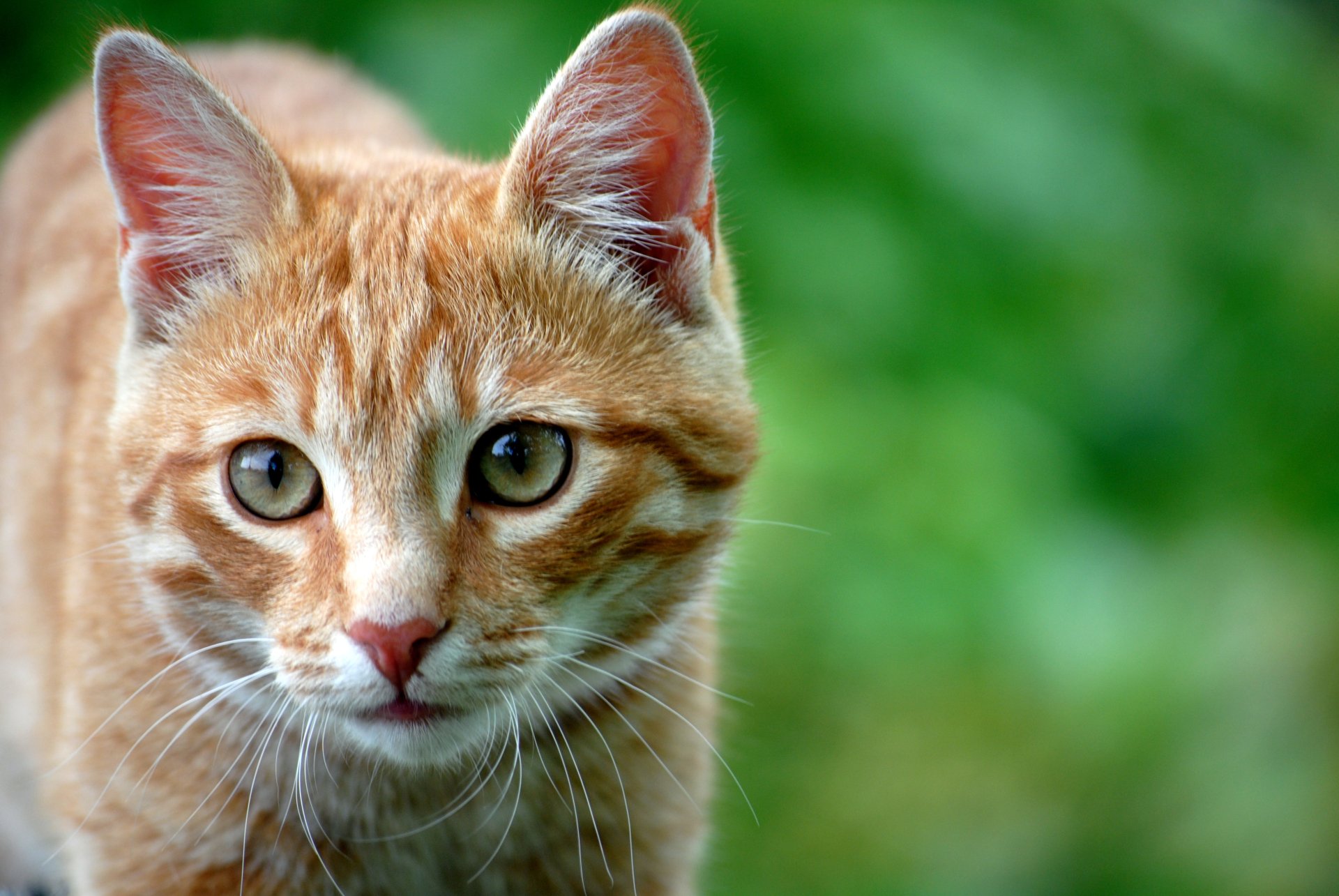 Close-up of a ginger tabby cat with captivating green eyes, set against a blurred green background