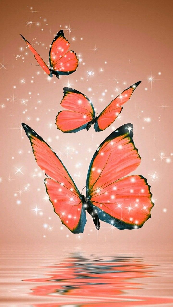 Orange Butterflies Reflections Butter In Butterfly