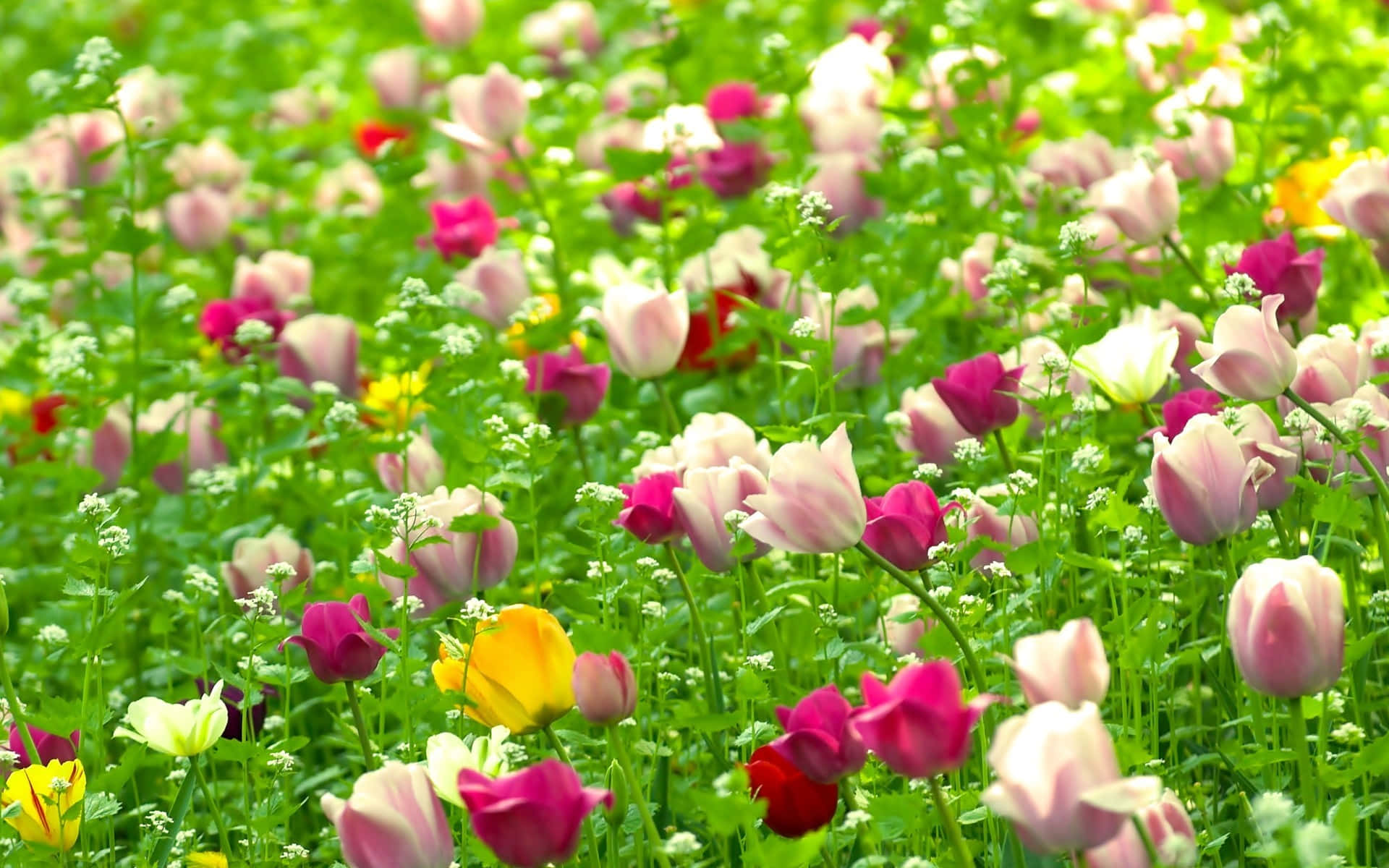 Flowers Nature Wallpaper