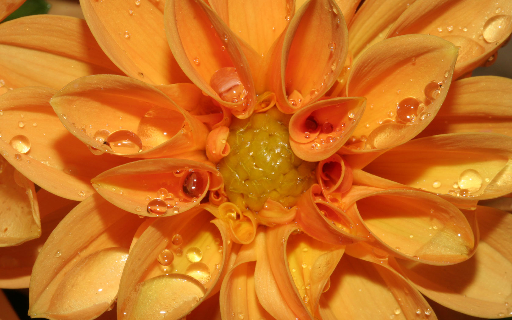 Orange Dahlia Flower Wallpaper
