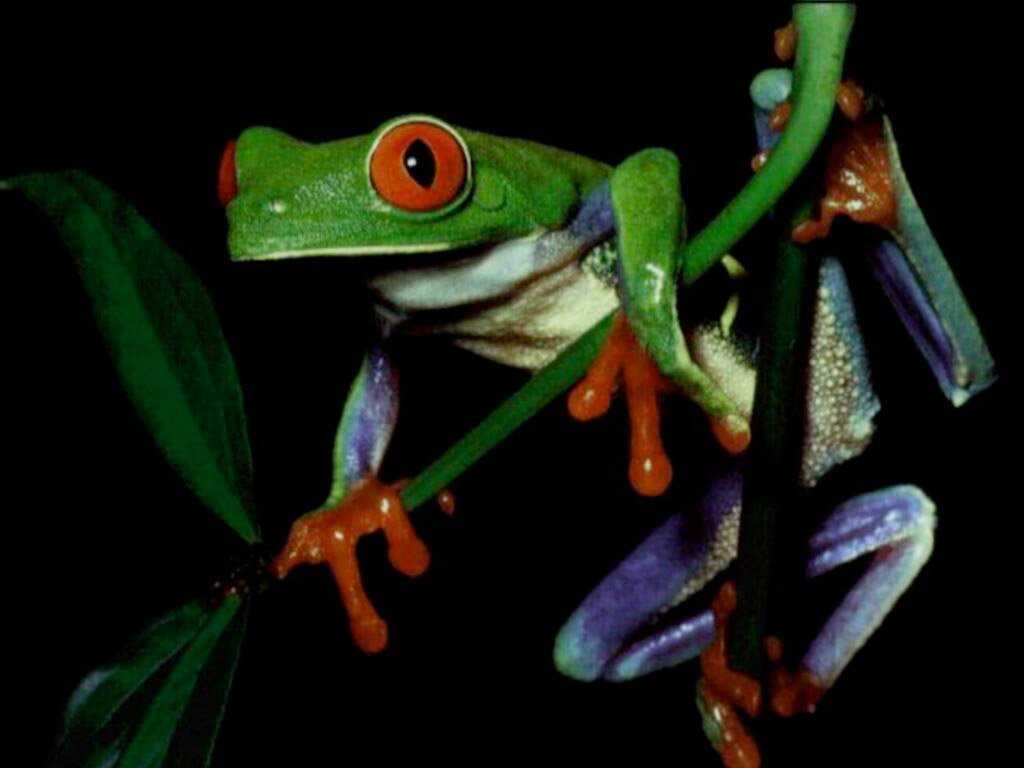 Frog Wallpaper Desktop Background