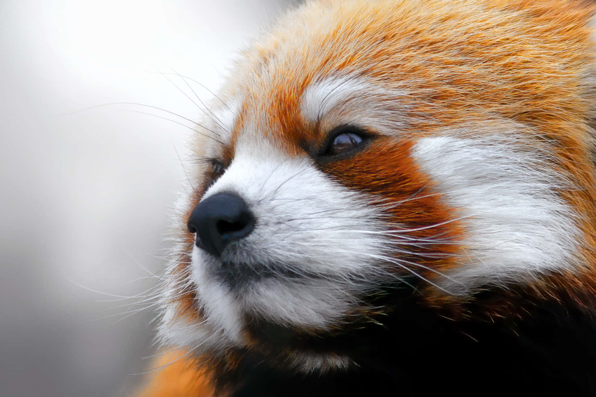 Cute Red Panda Wallpaper