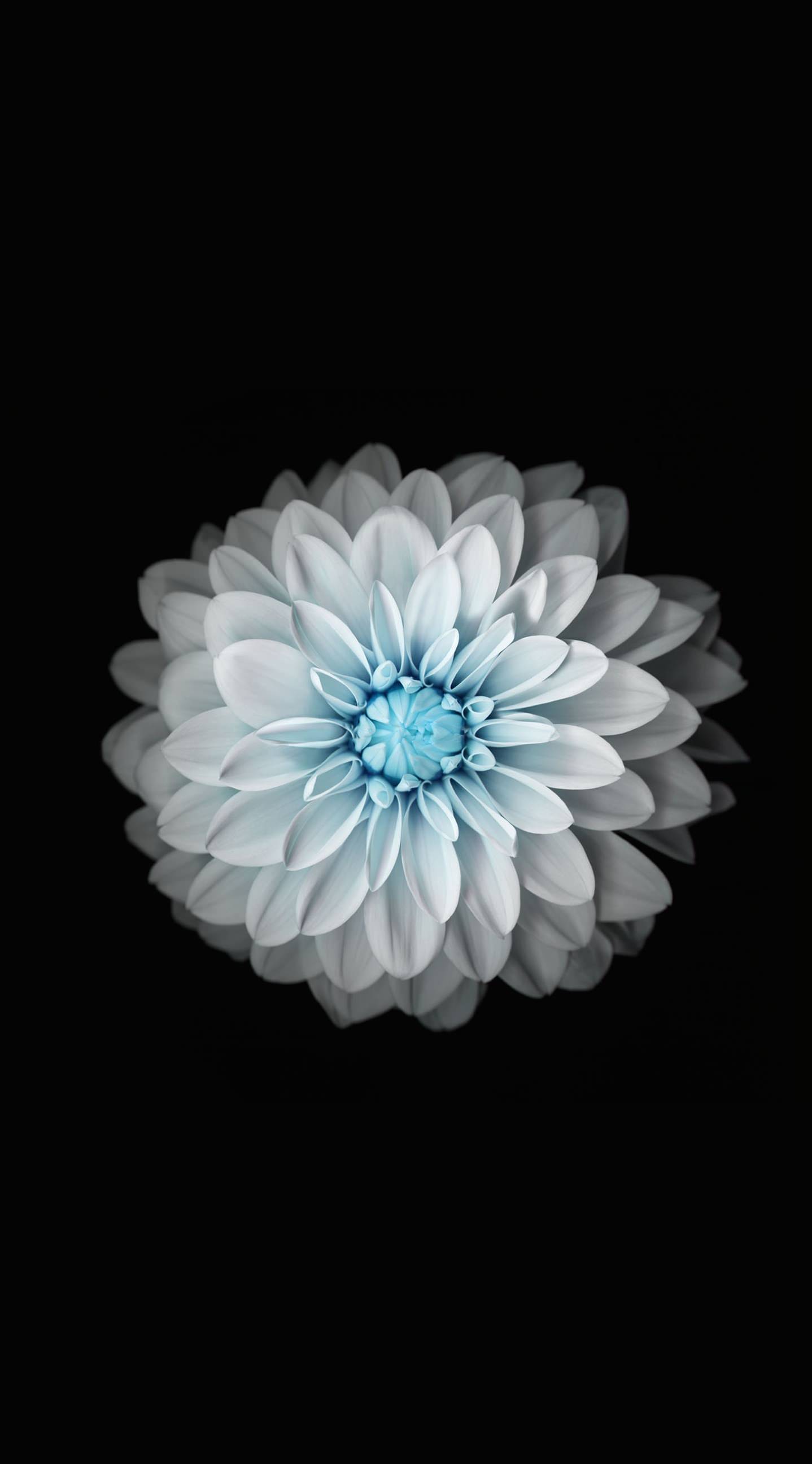 Flower Black And White Wallpaper Sc iPhone6splus