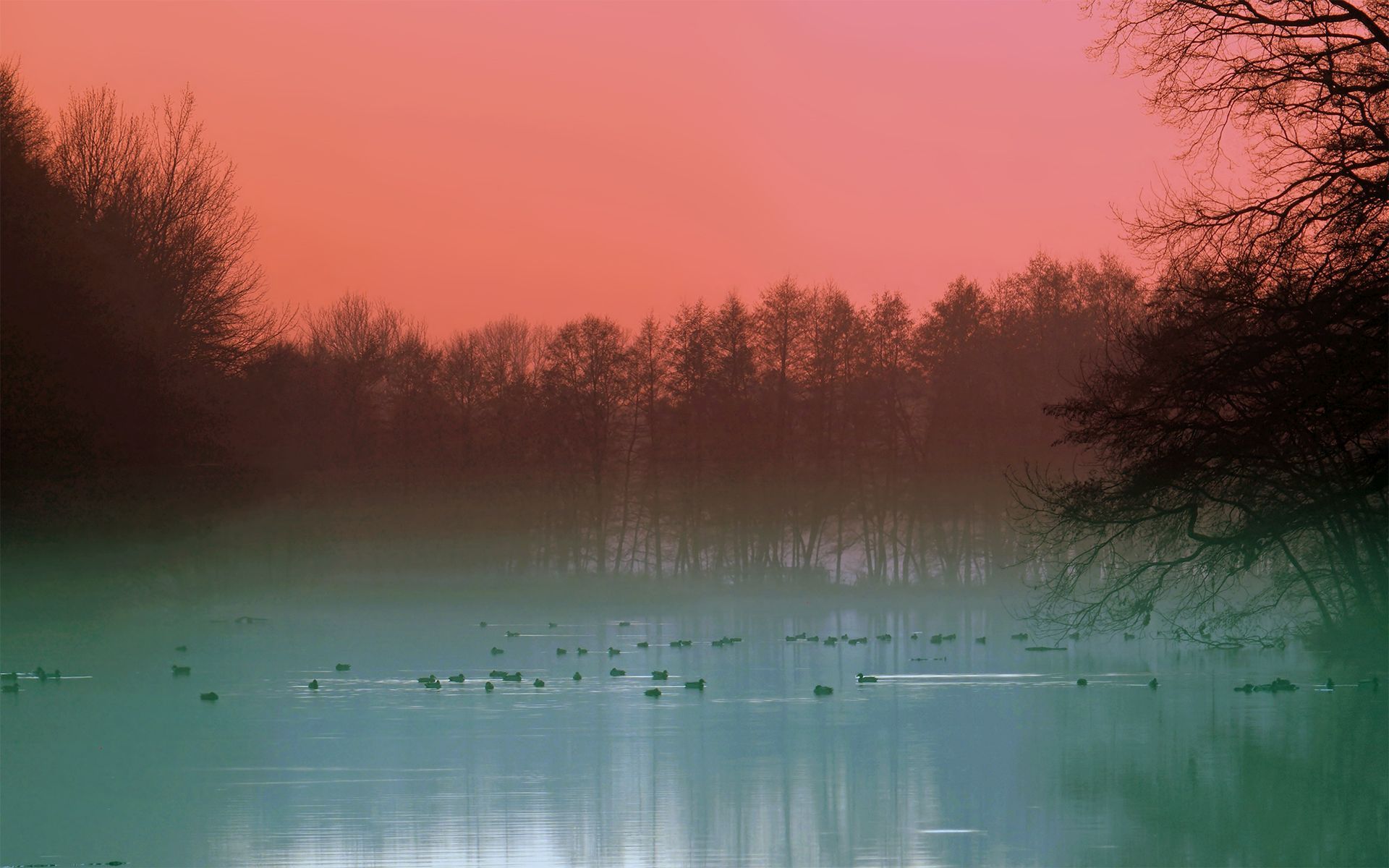 Ducks on the foggy lake wallpaper