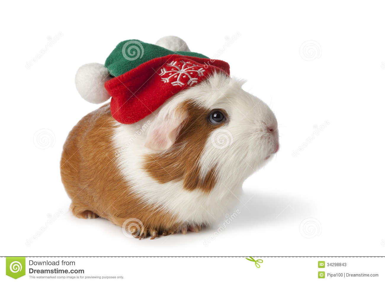Woof Cute Christmas Guinea Pigs Funny Mario Bross