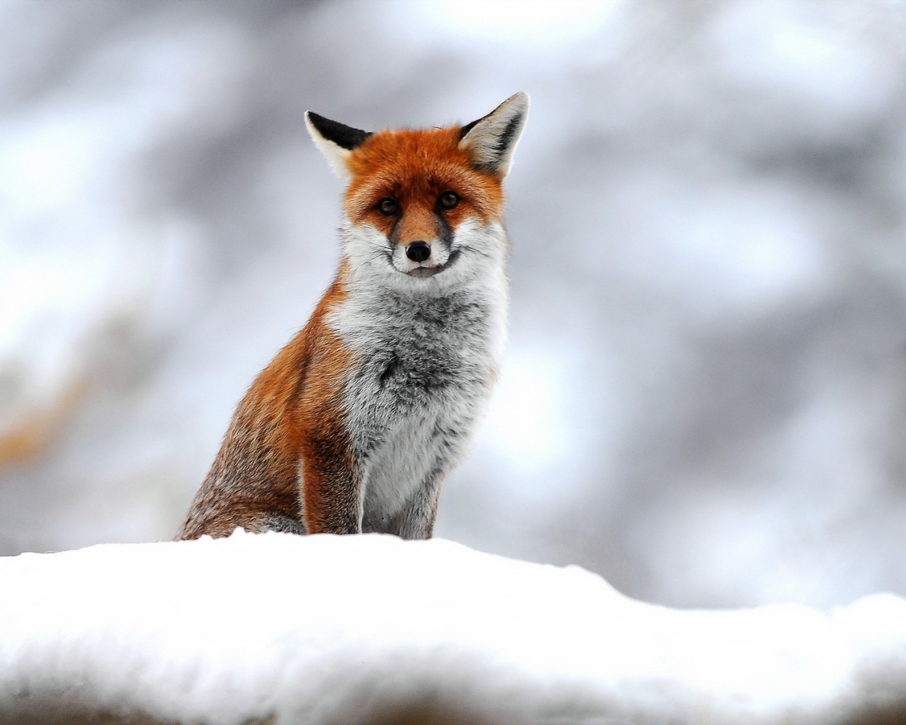 Similar Design Desktop HD Pictures Of Red Foxes