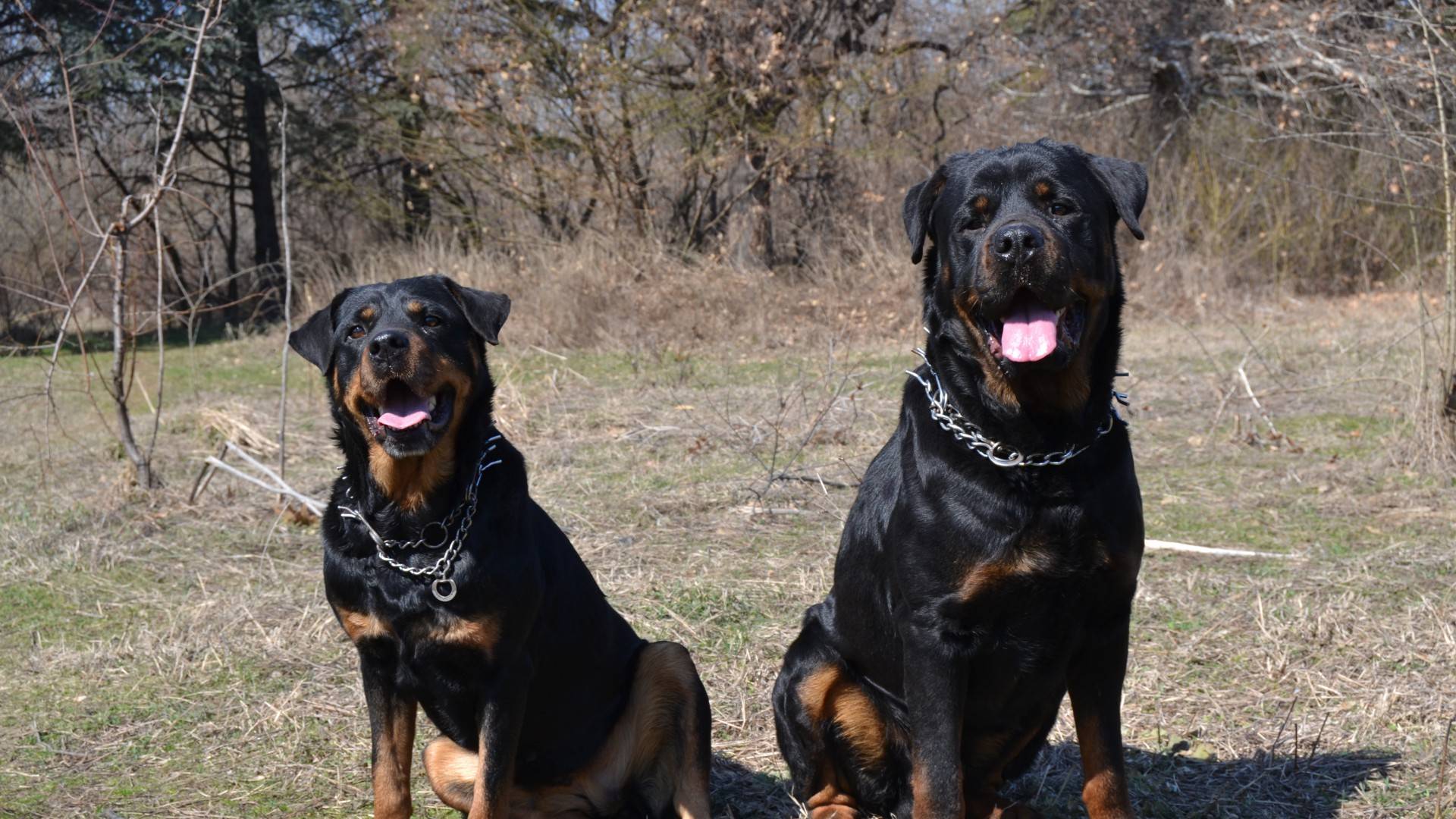 Two Rottweilers HD   Dogs Wallpaper