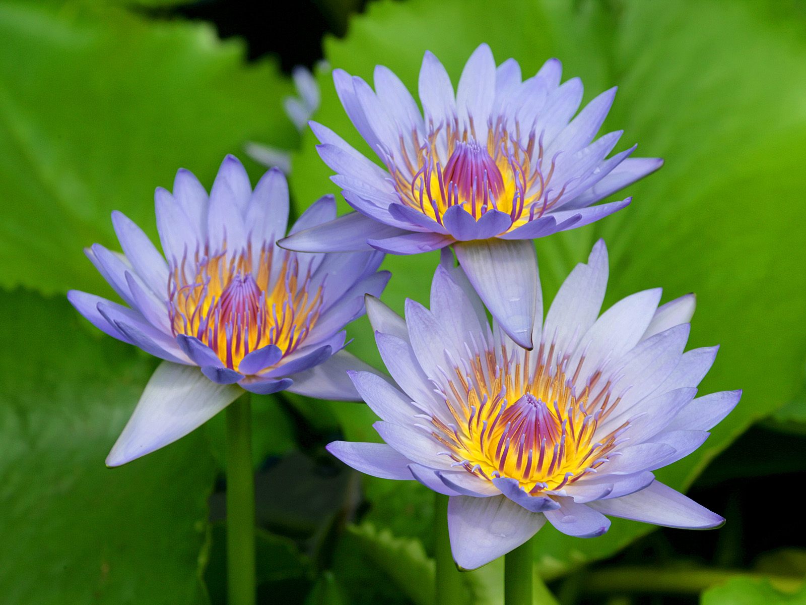 Purple Water Lillies This Is A Lilly