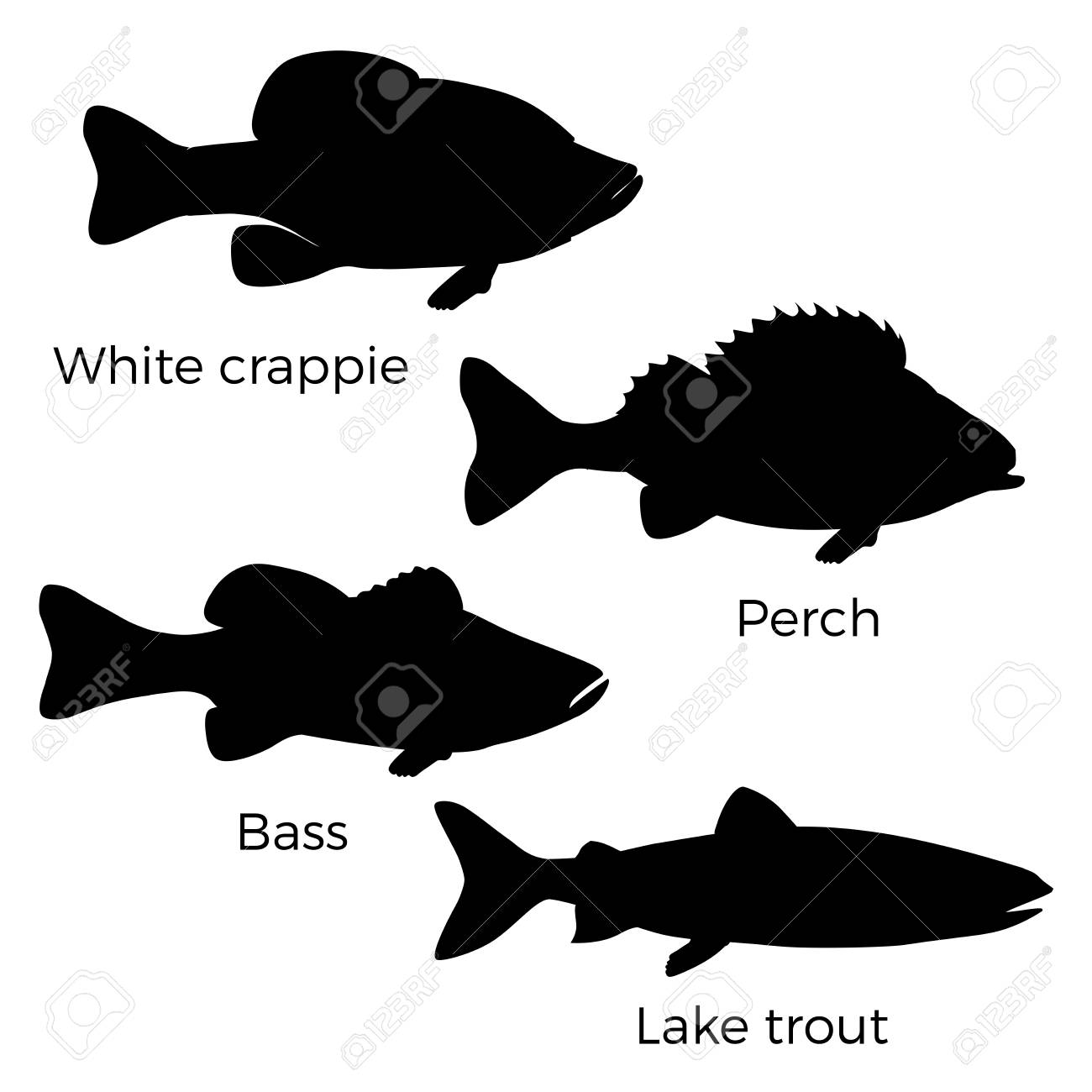 Silhouettes Of Freshwater Fish White Crappie Perch Bass And