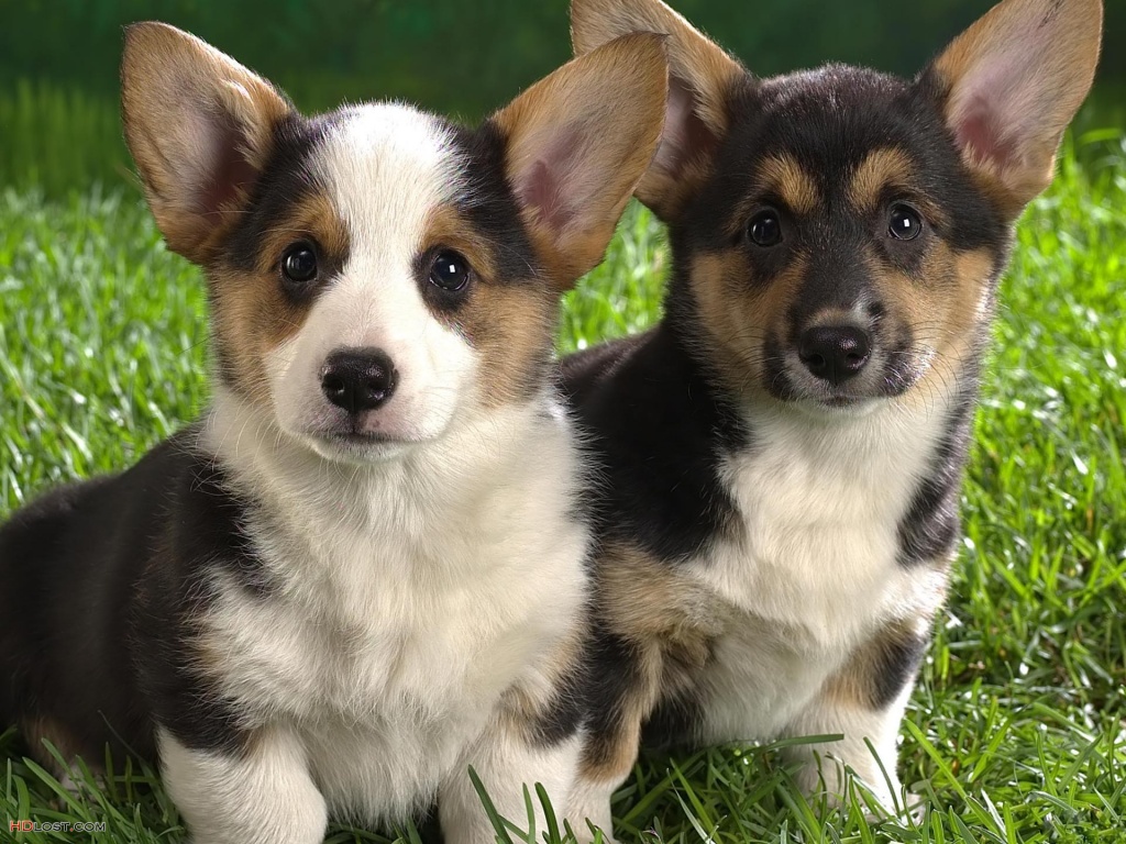 Two Lancashire Heeler Dogs Photo And Wallpaper Beautiful