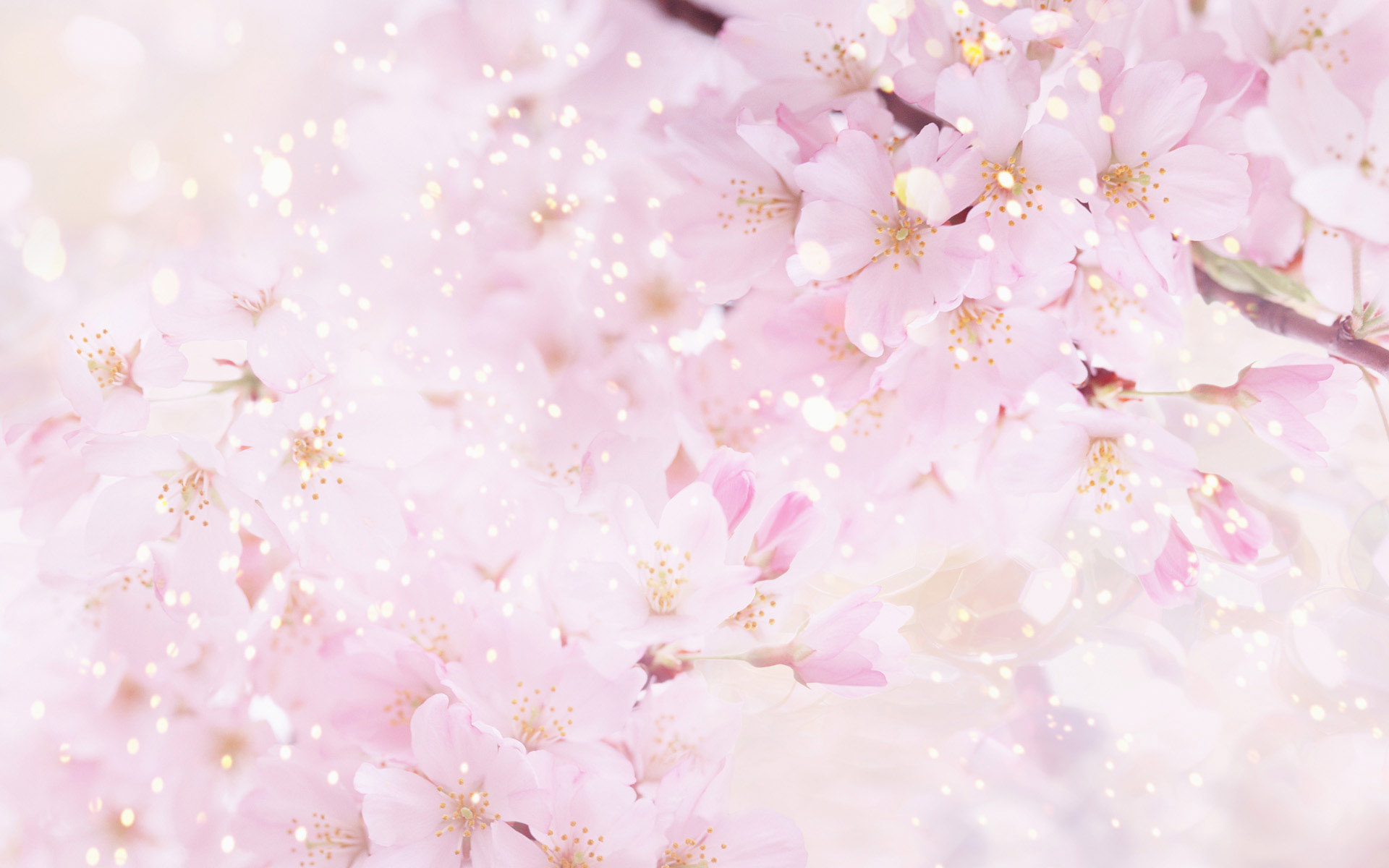 Beautiful flowers background 1920x1200 Wallpapers 1920x1200